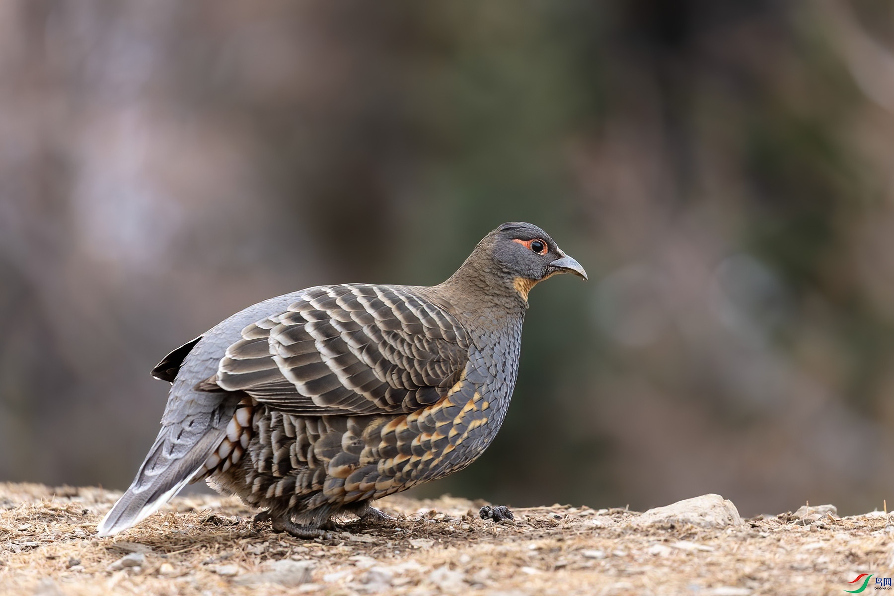 �ƺ�����