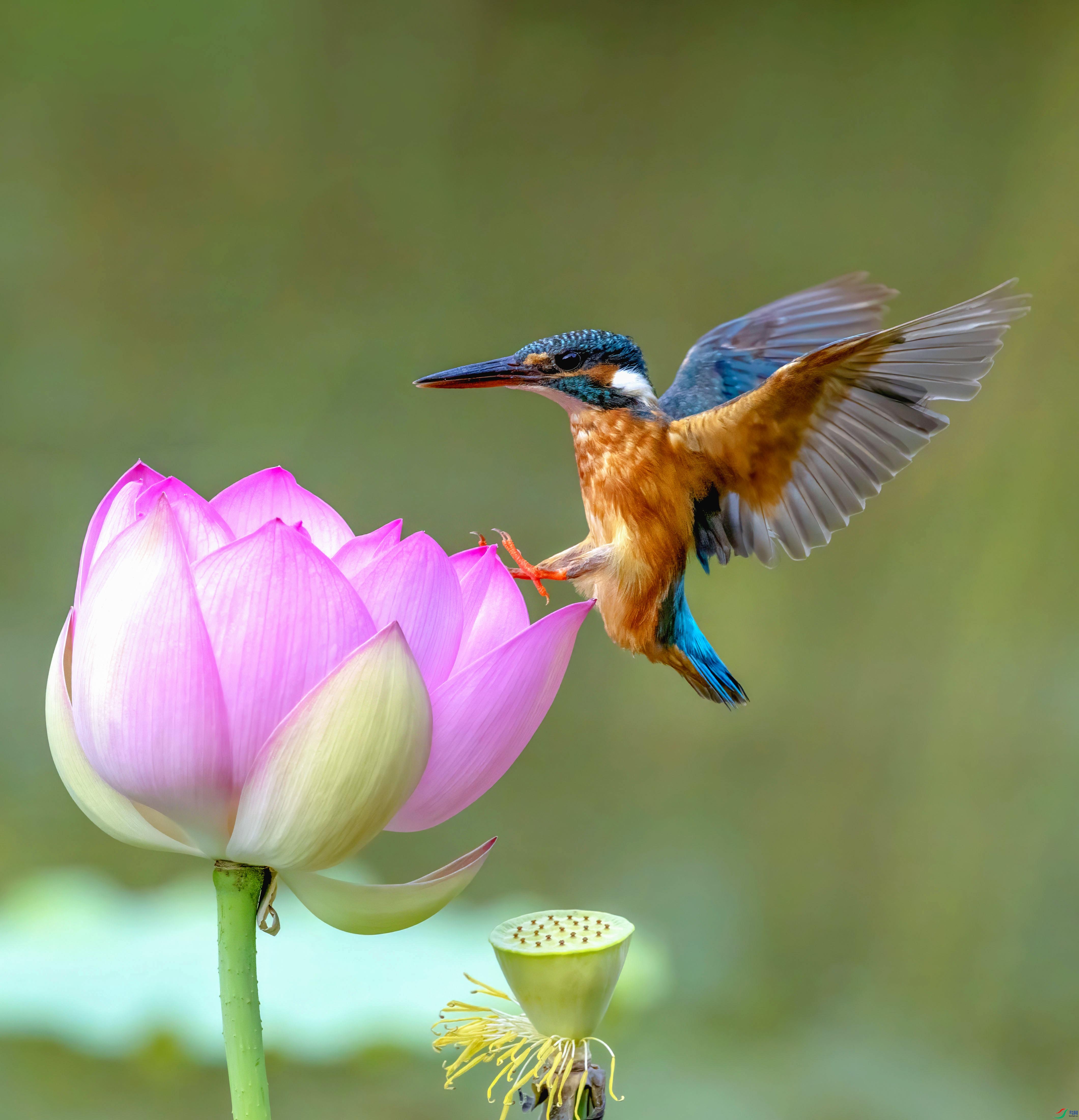 C87A7003 ���� 2.jpg