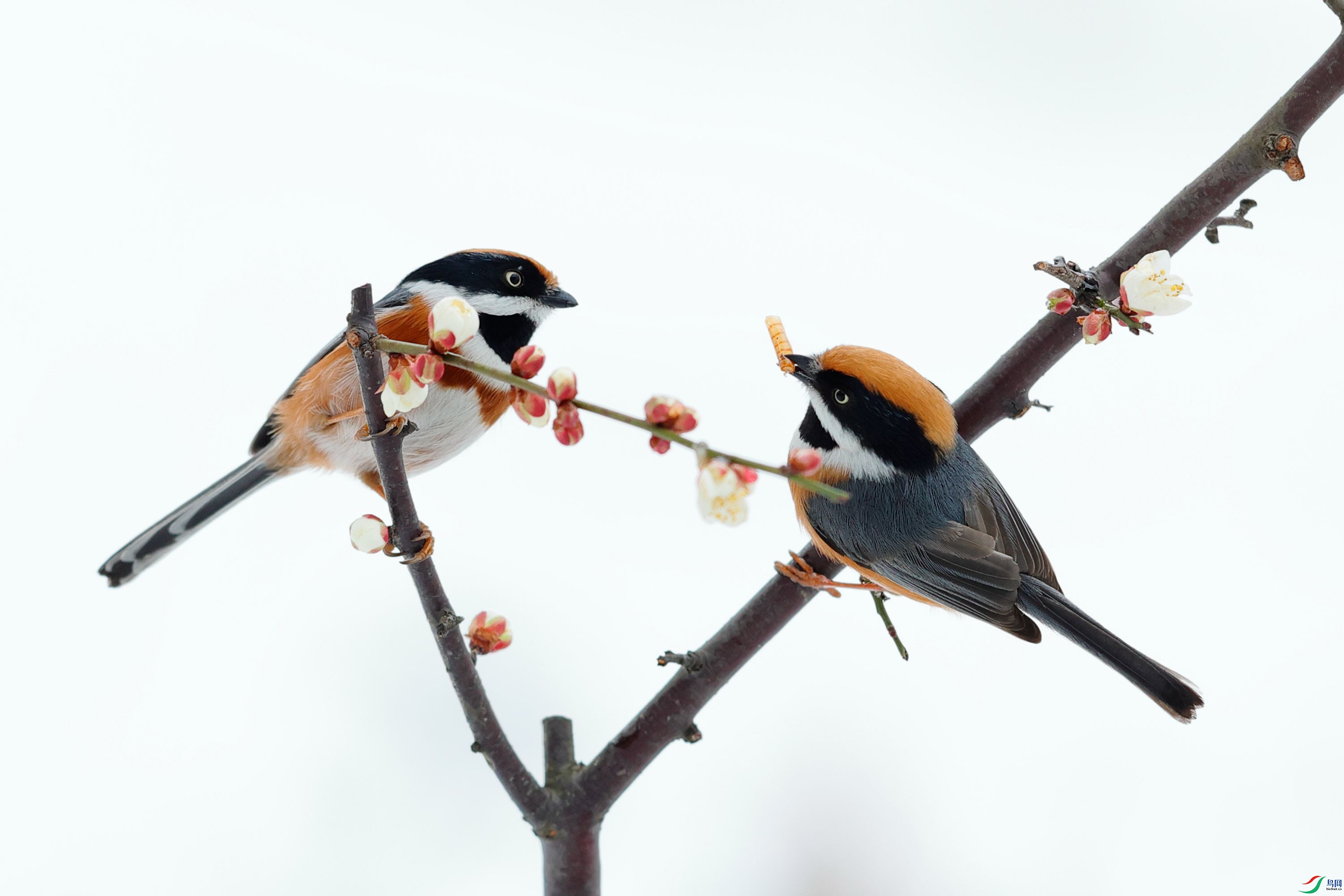 ��ͷ��βɽȸ