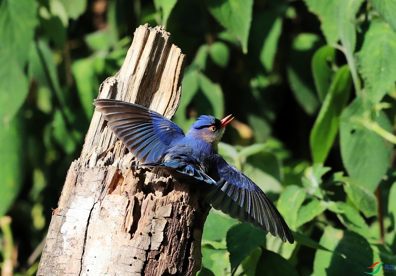 ���� AI0I1797.JPG