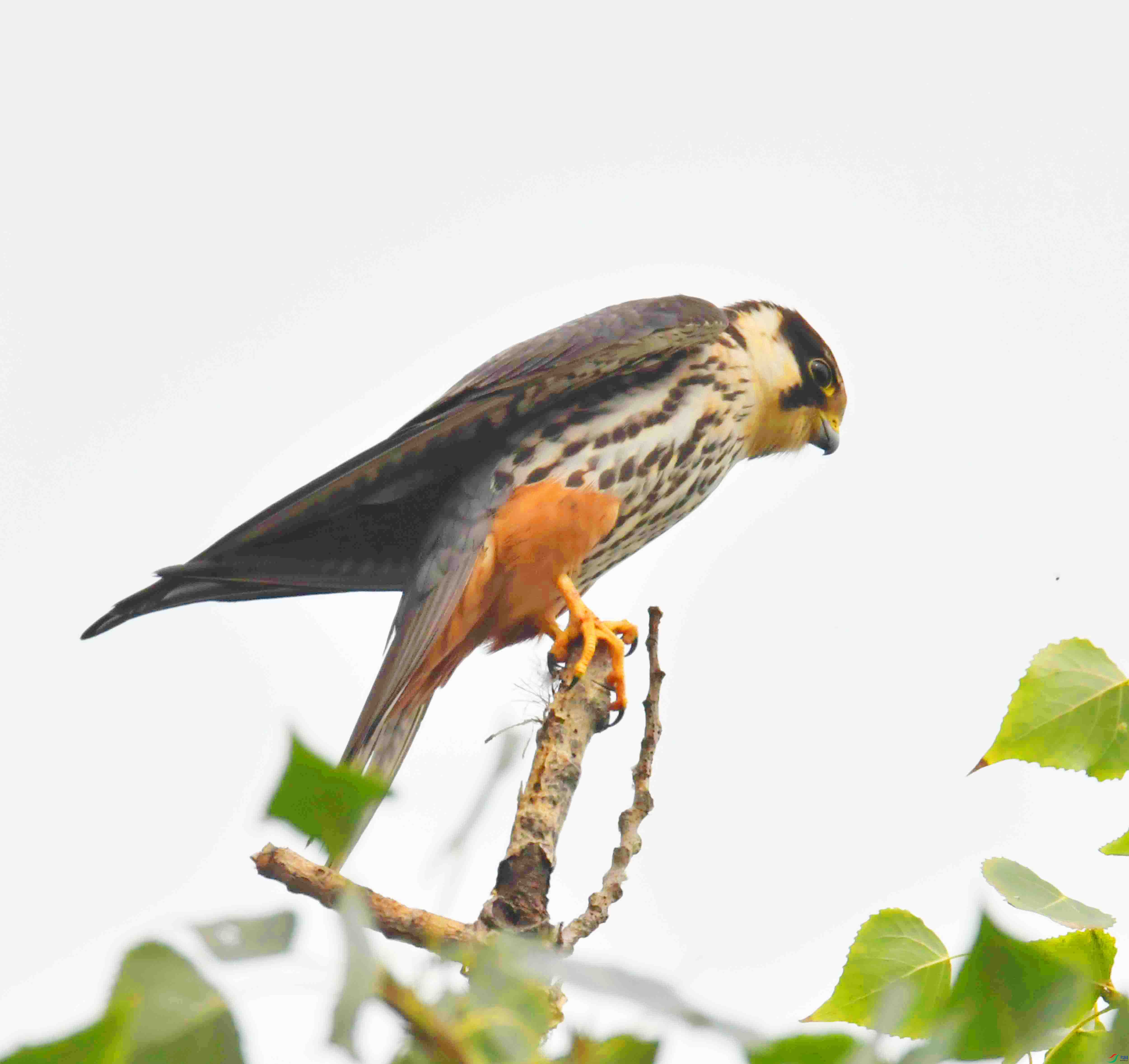 DSC_5647.JPG