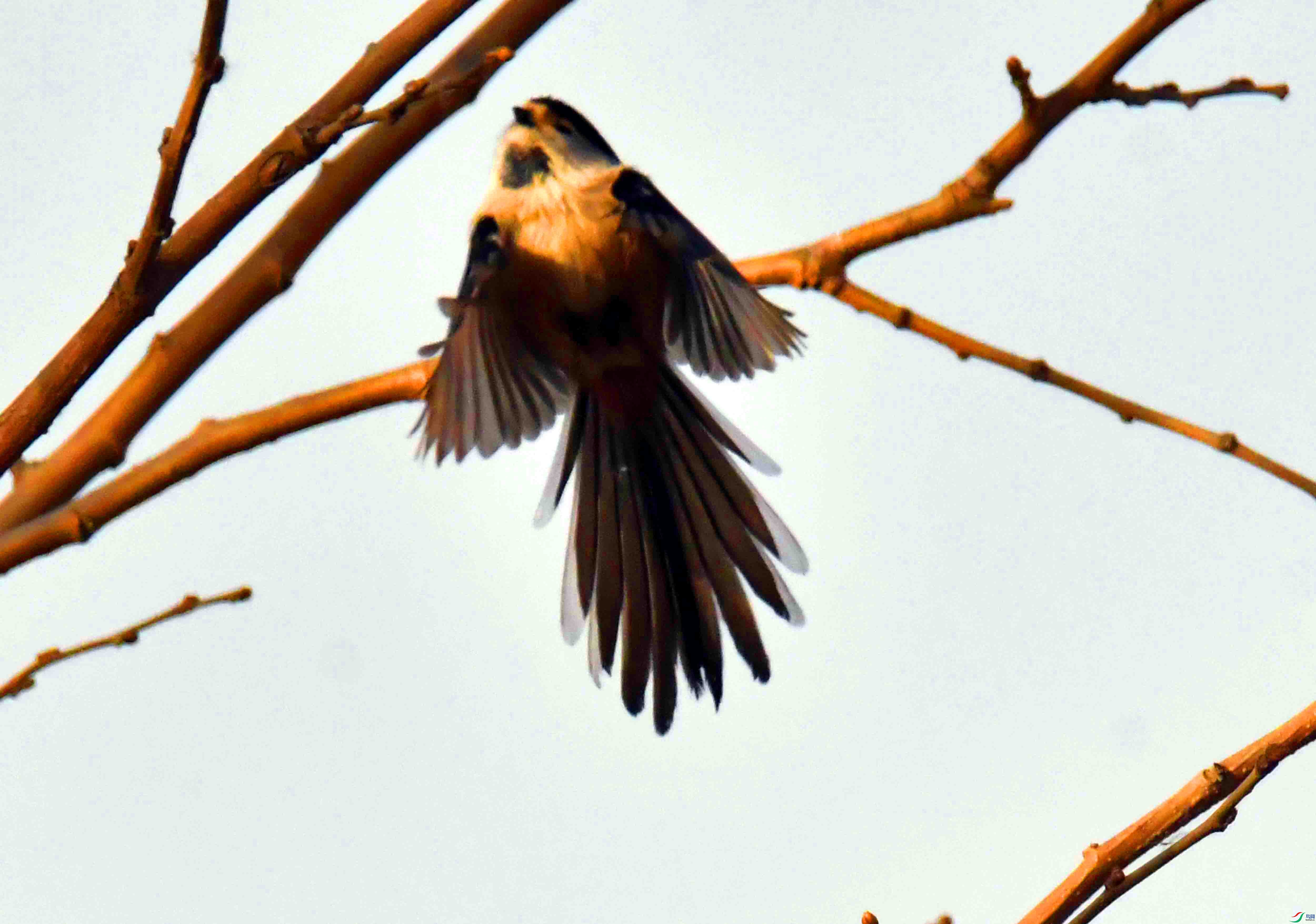 DSC_0350.JPG