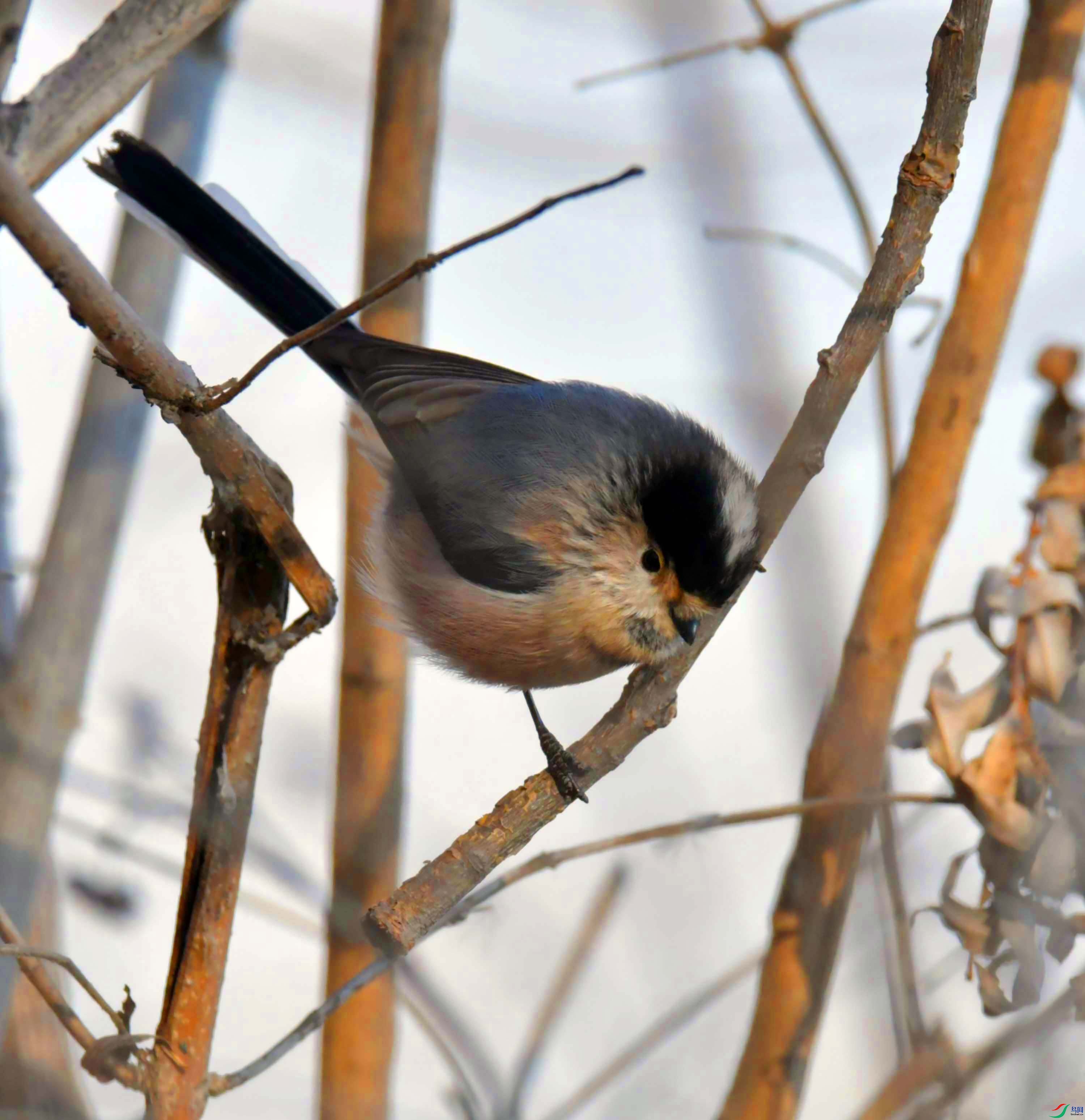 DSC_2032.JPG