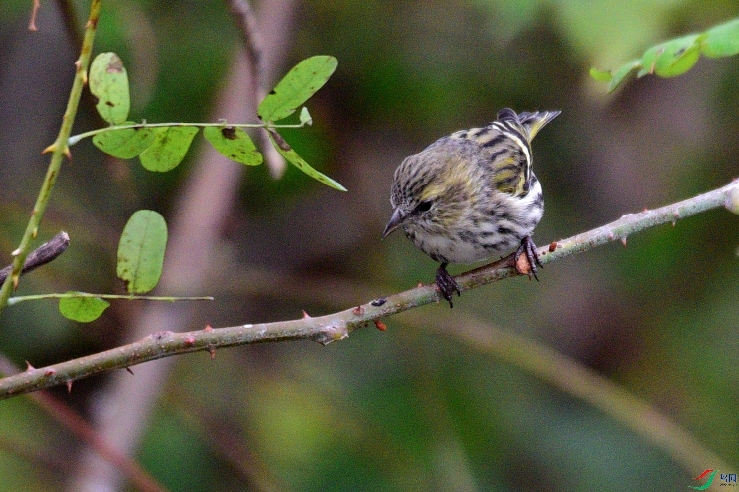DSC_6716.JPG