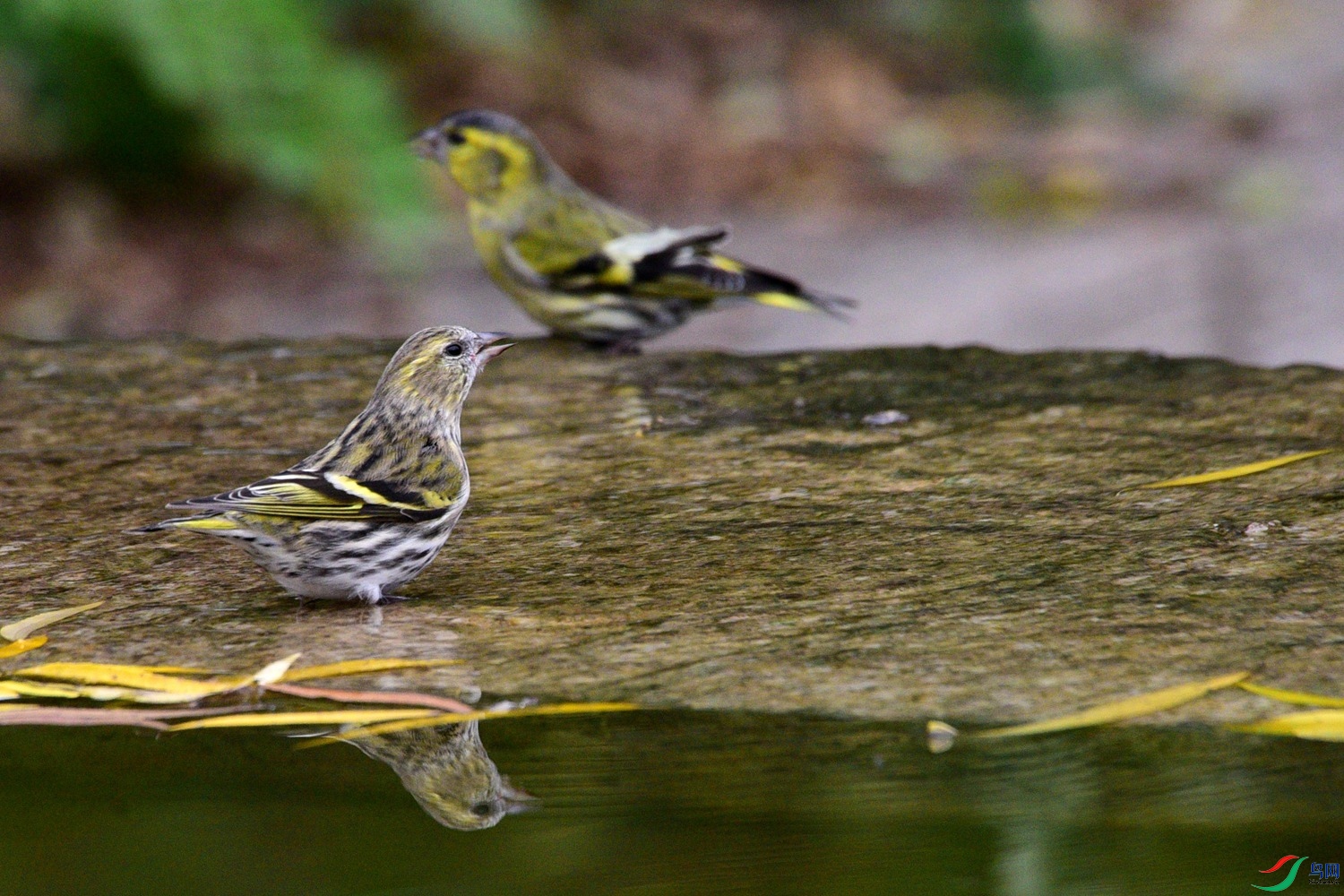 DSC_6719.JPG
