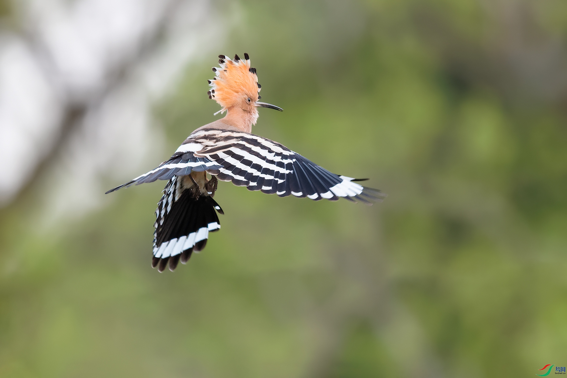 DSC_8743_DxOa.jpg