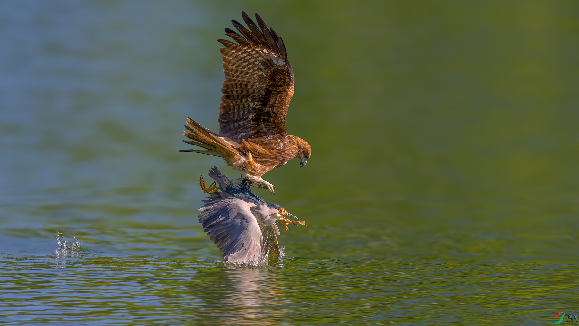 DSC_5934-����ǿ-NR-3.jpg