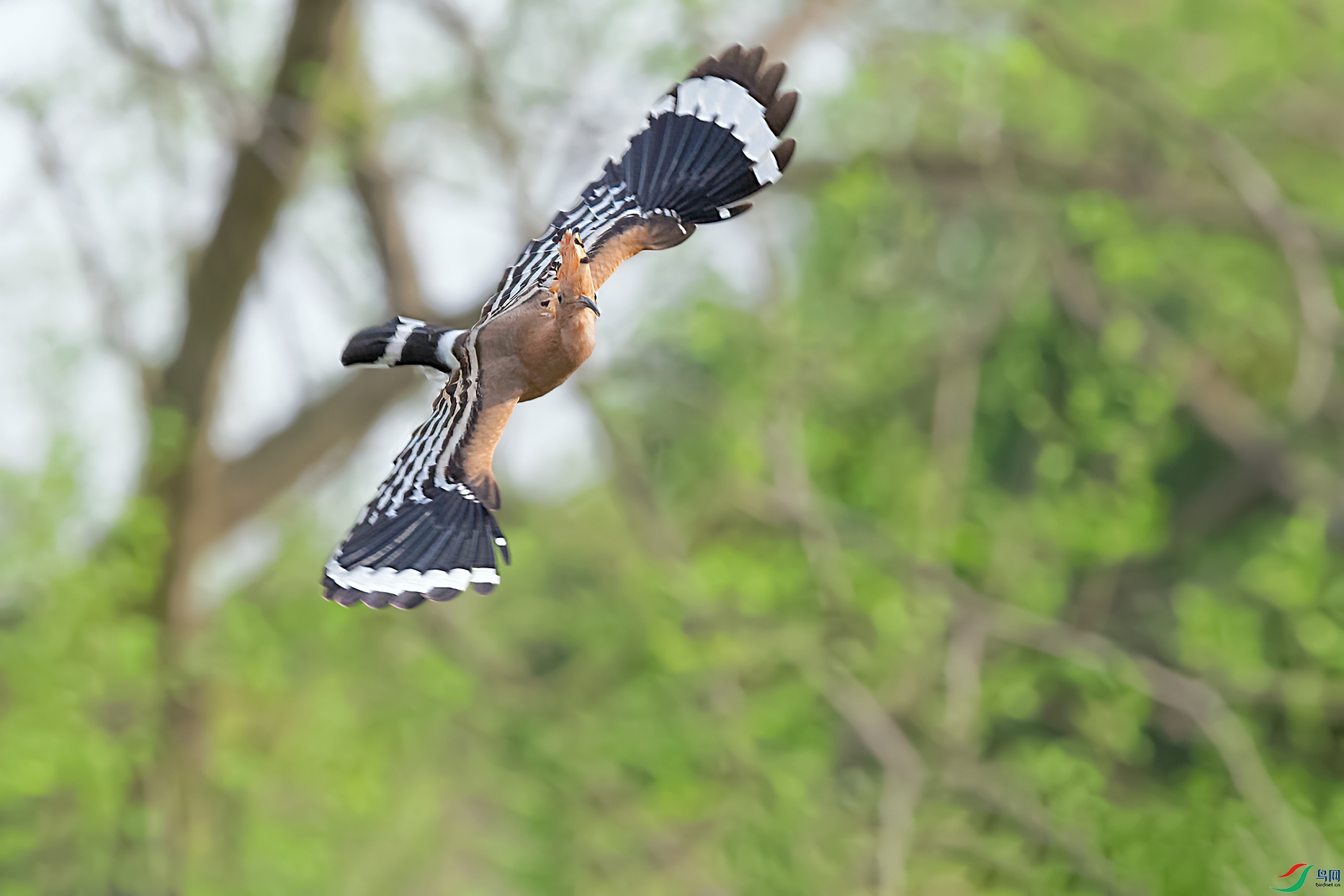 1DSC_8507_DxOa.jpg