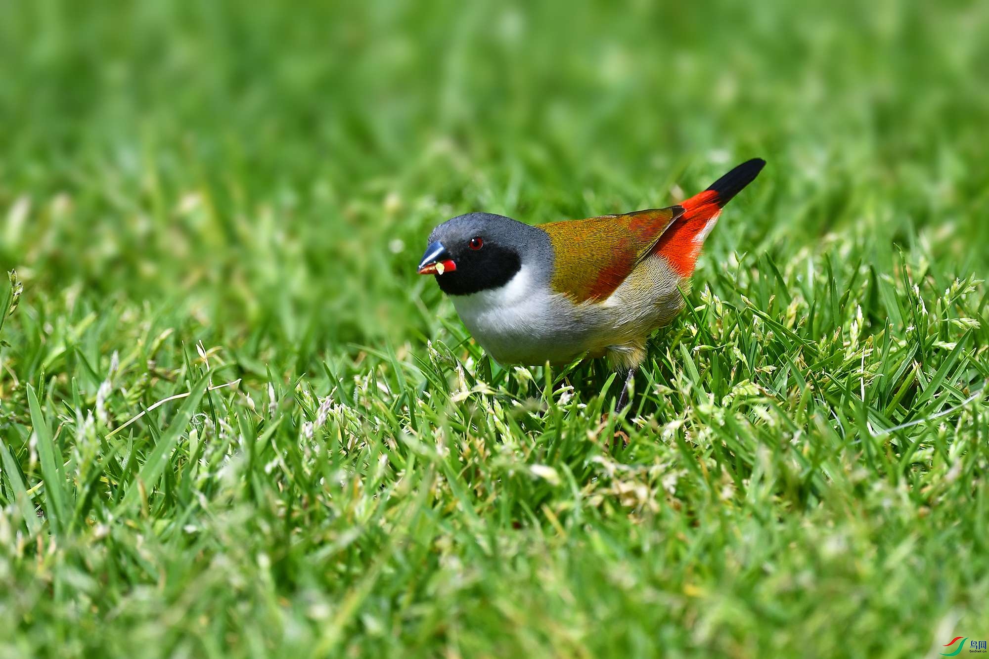 DSC_3223 - ����_.jpg