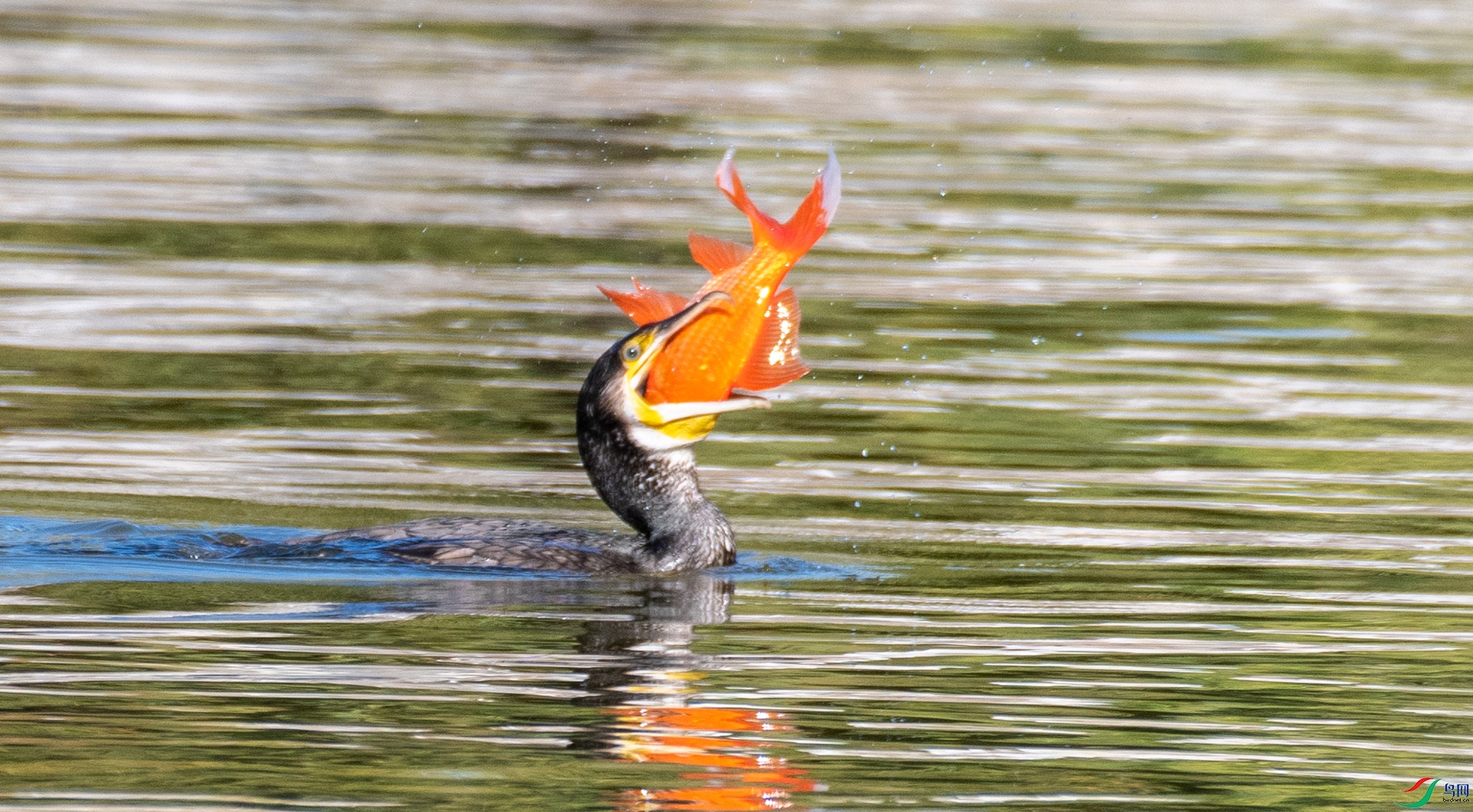 DSC_5999.jpg