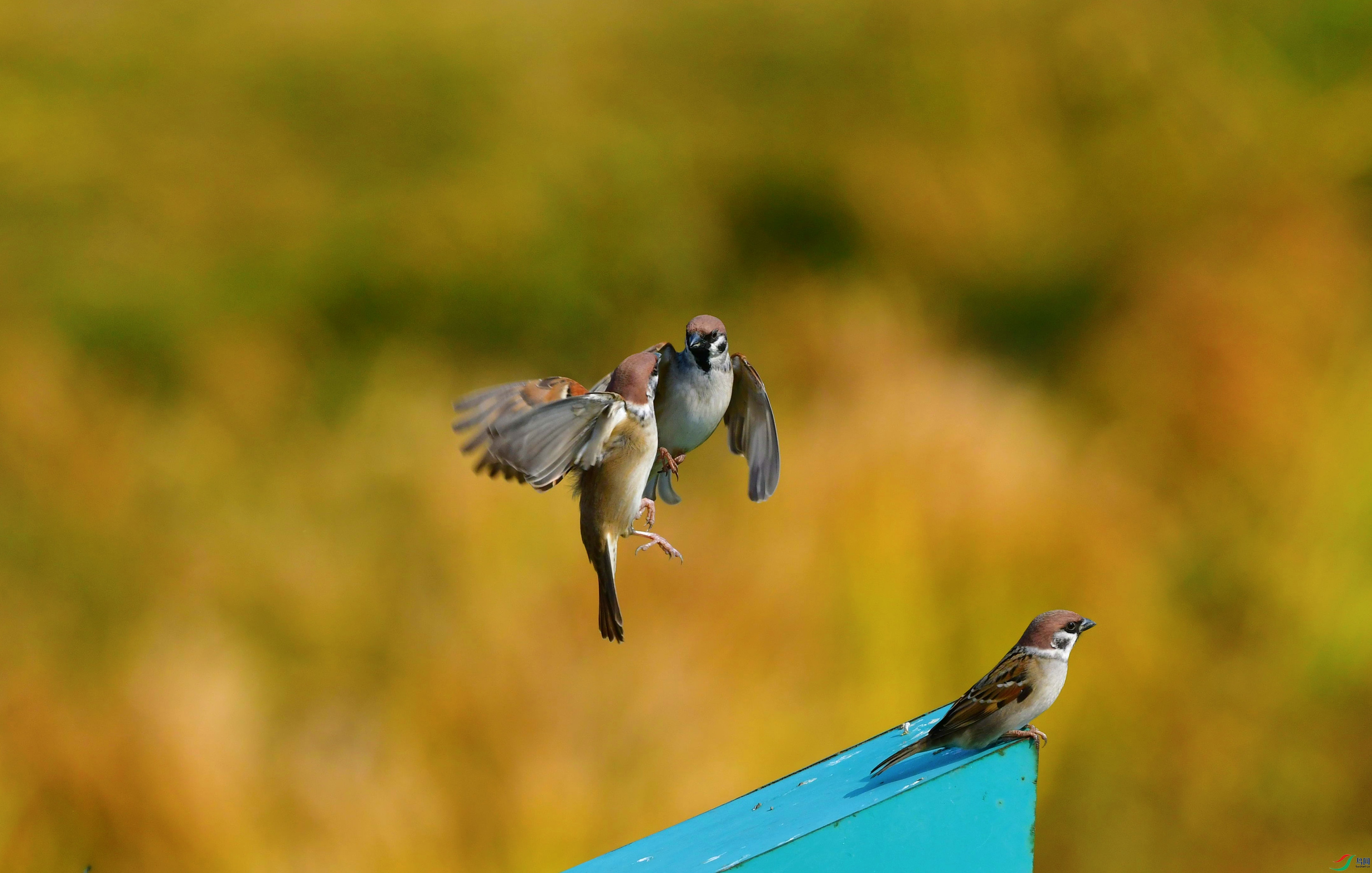 DSC_6030_��ͼ��_����.jpg