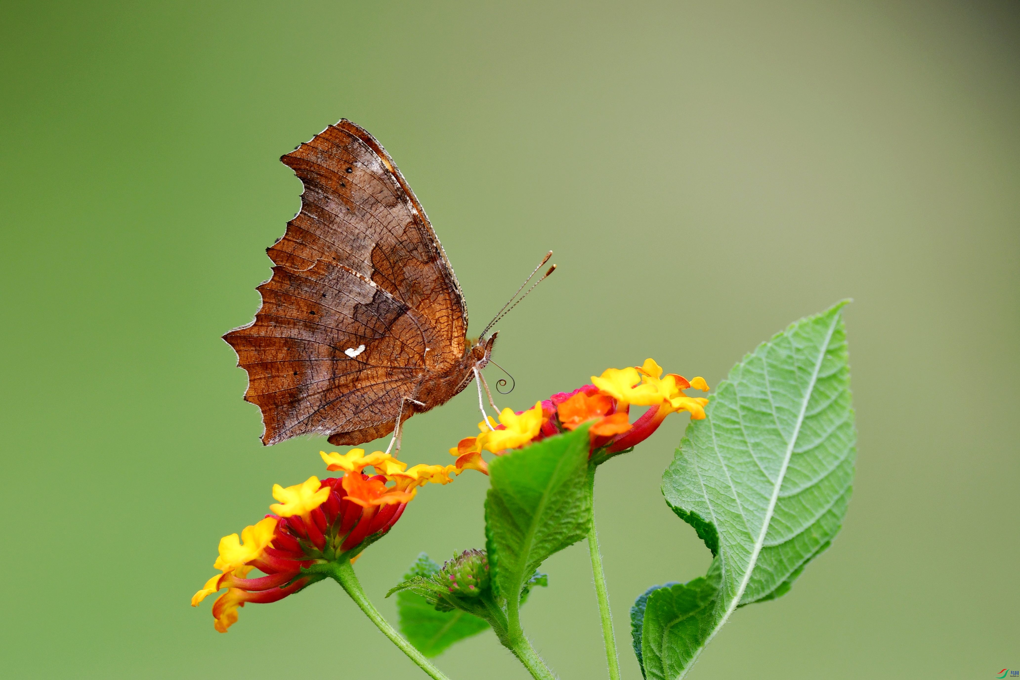 DSC_8731_conew2.jpg