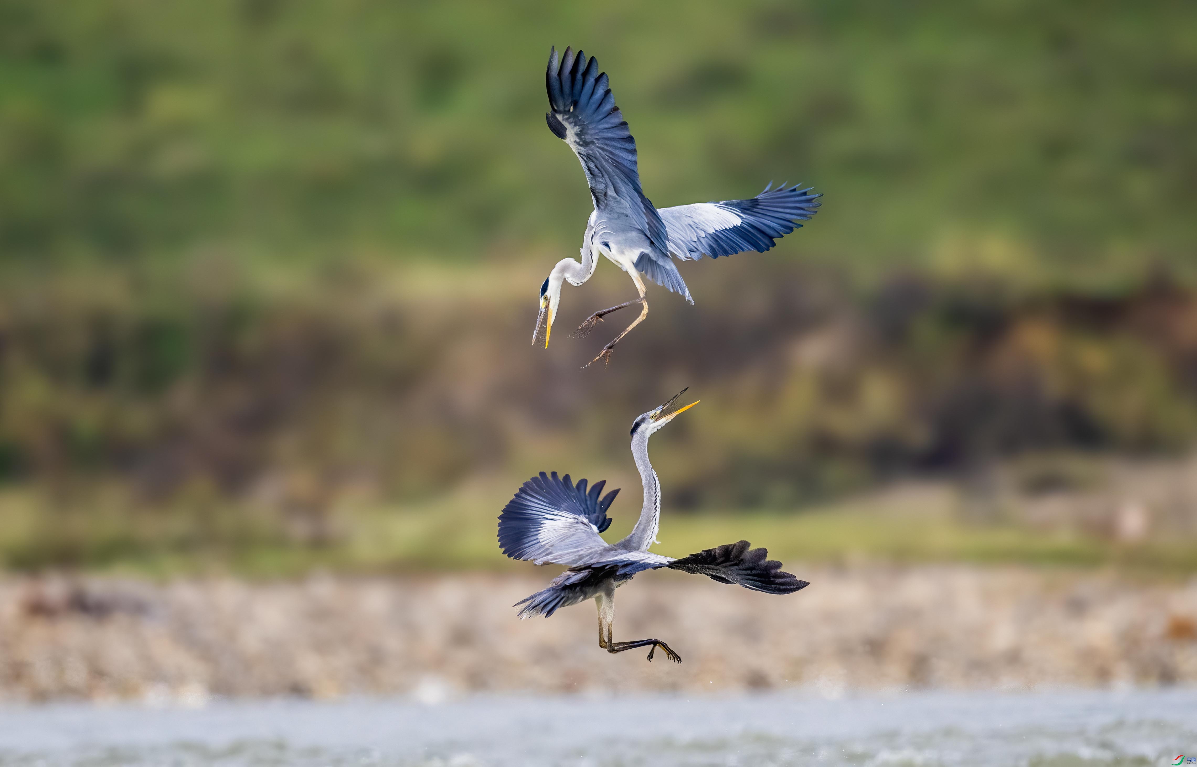 DSC_2234 ����.jpg