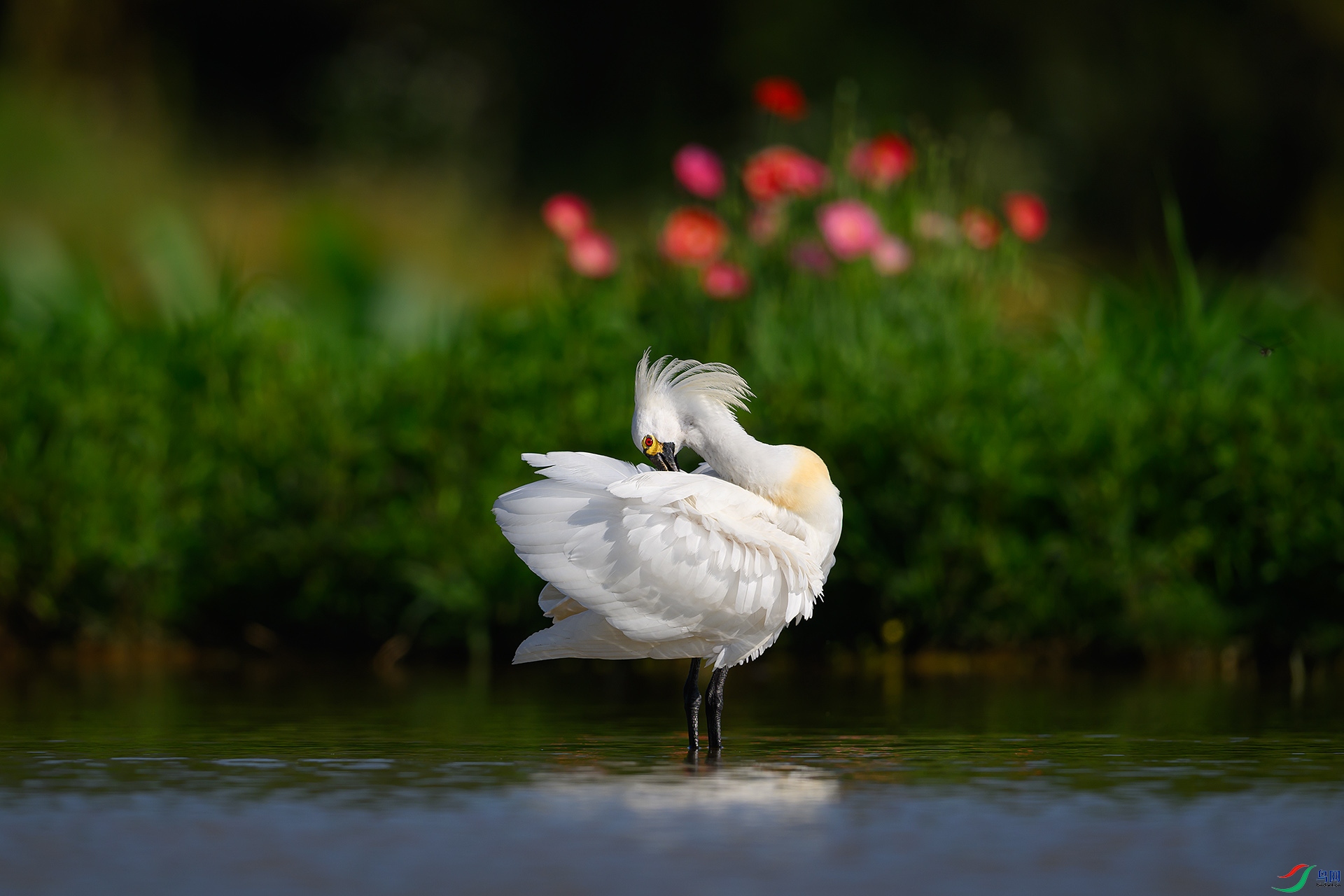 DSC_7037 ���� 2z.jpg