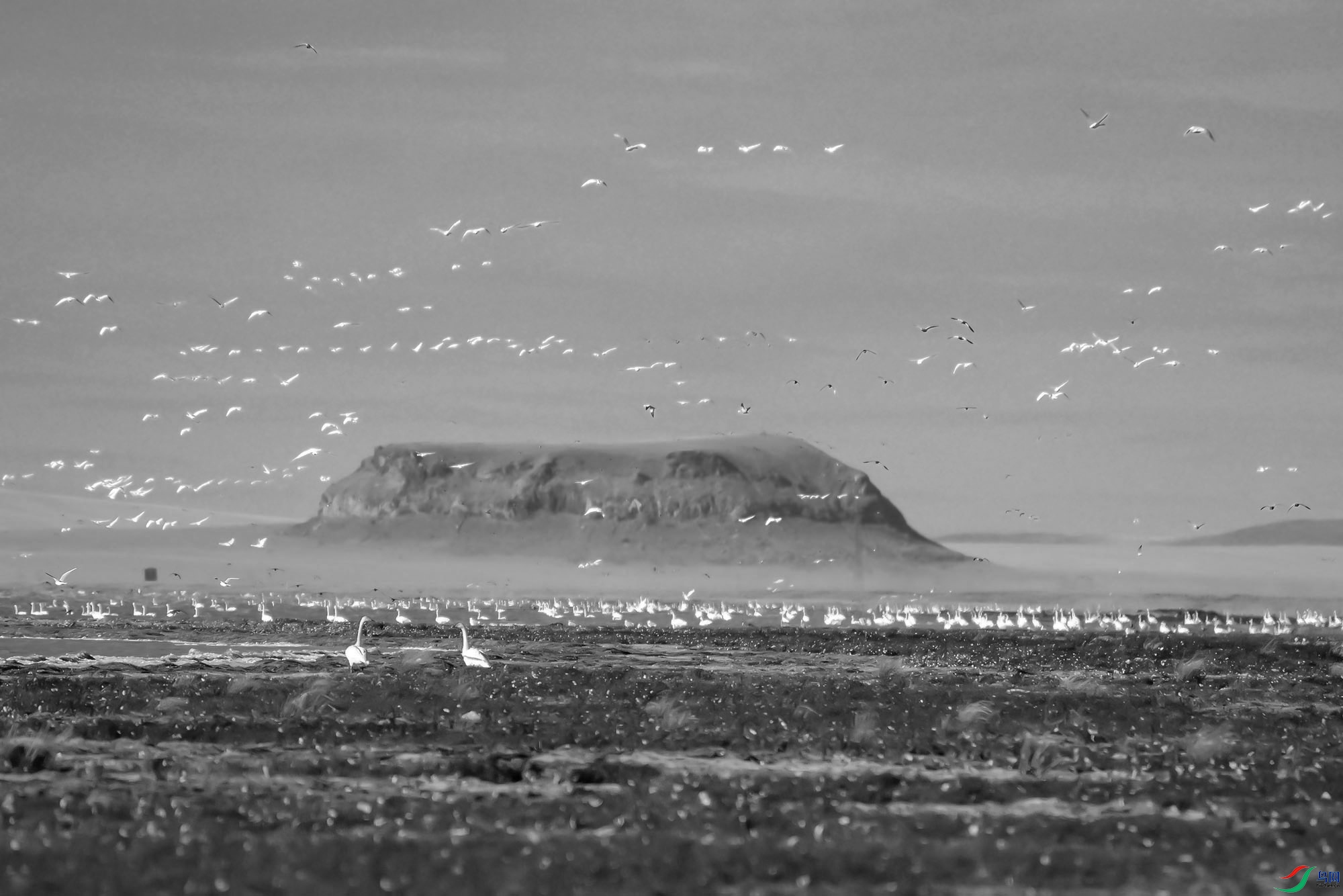 DSC_09750.jpg