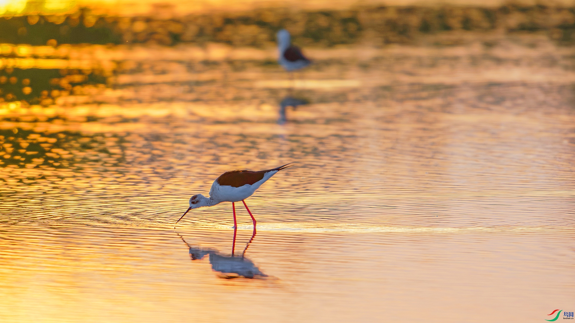Ϧ������