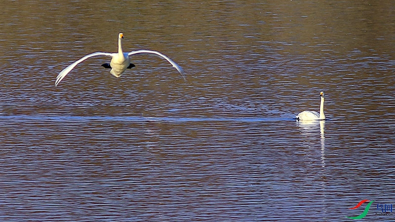 3A6145-.jpg