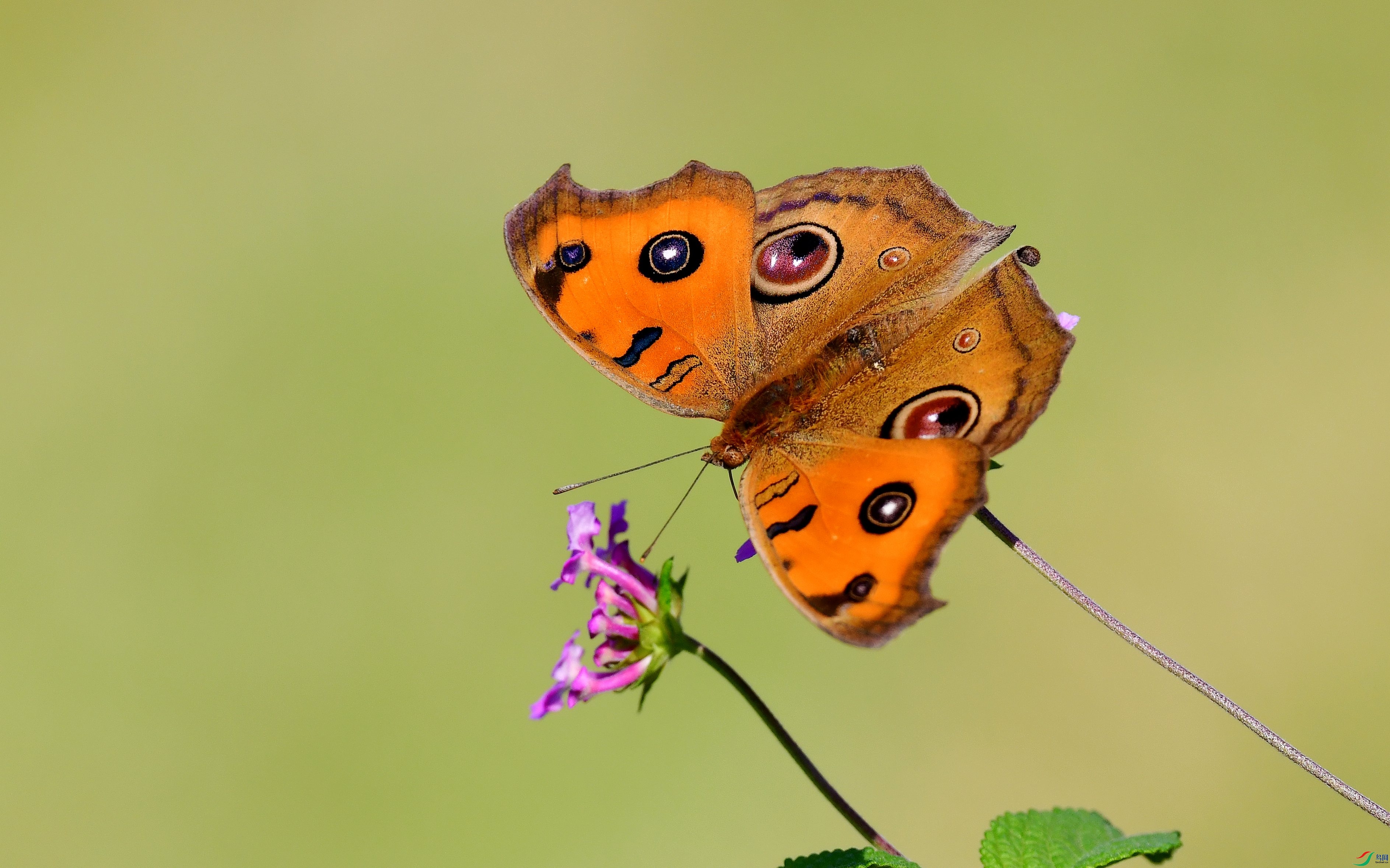 DSC_1363_conew2.jpg