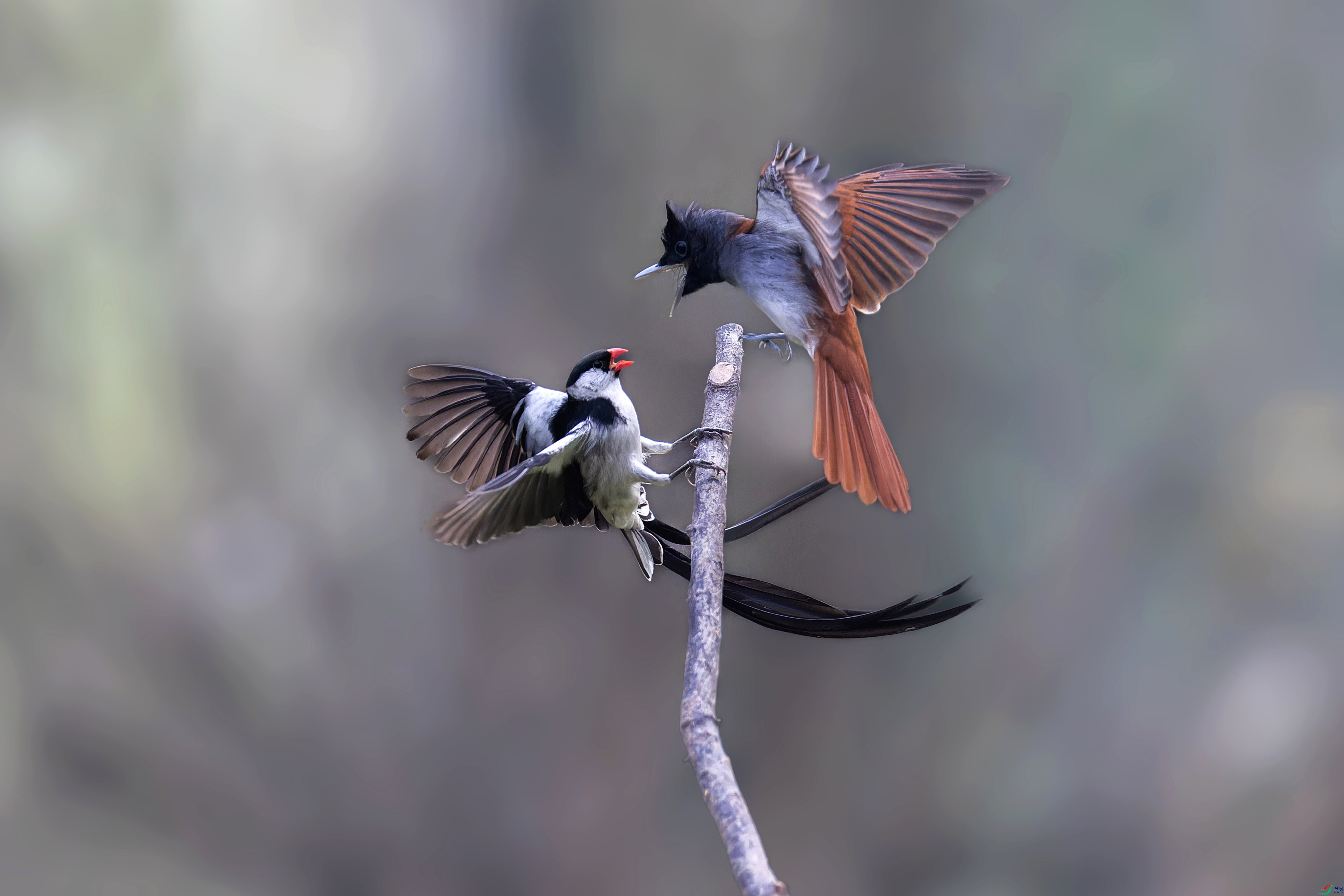 G49A2824-CR3_DxO_DeepPRIMEXD ����_���� ����_����.jpg