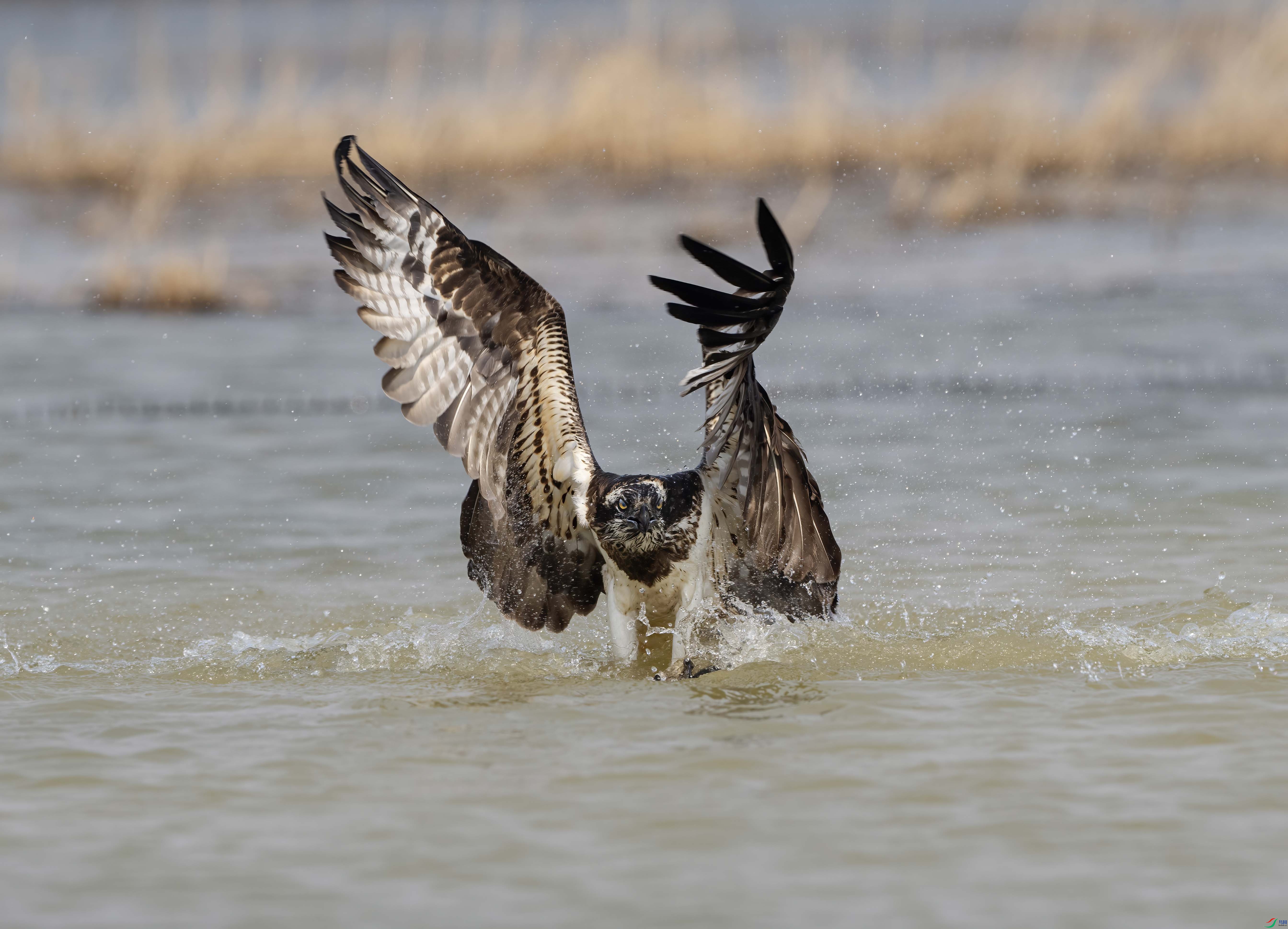 DSC00330 ���� 2.jpg