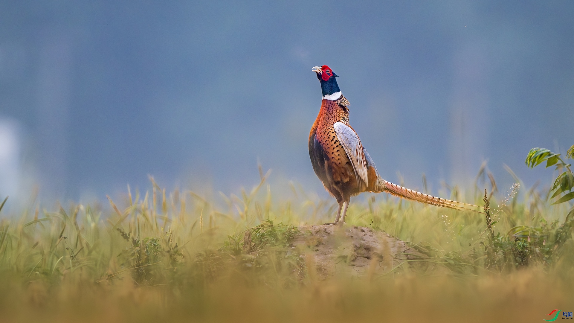 1_DSC0766-����ǿ-NR ����.jpg