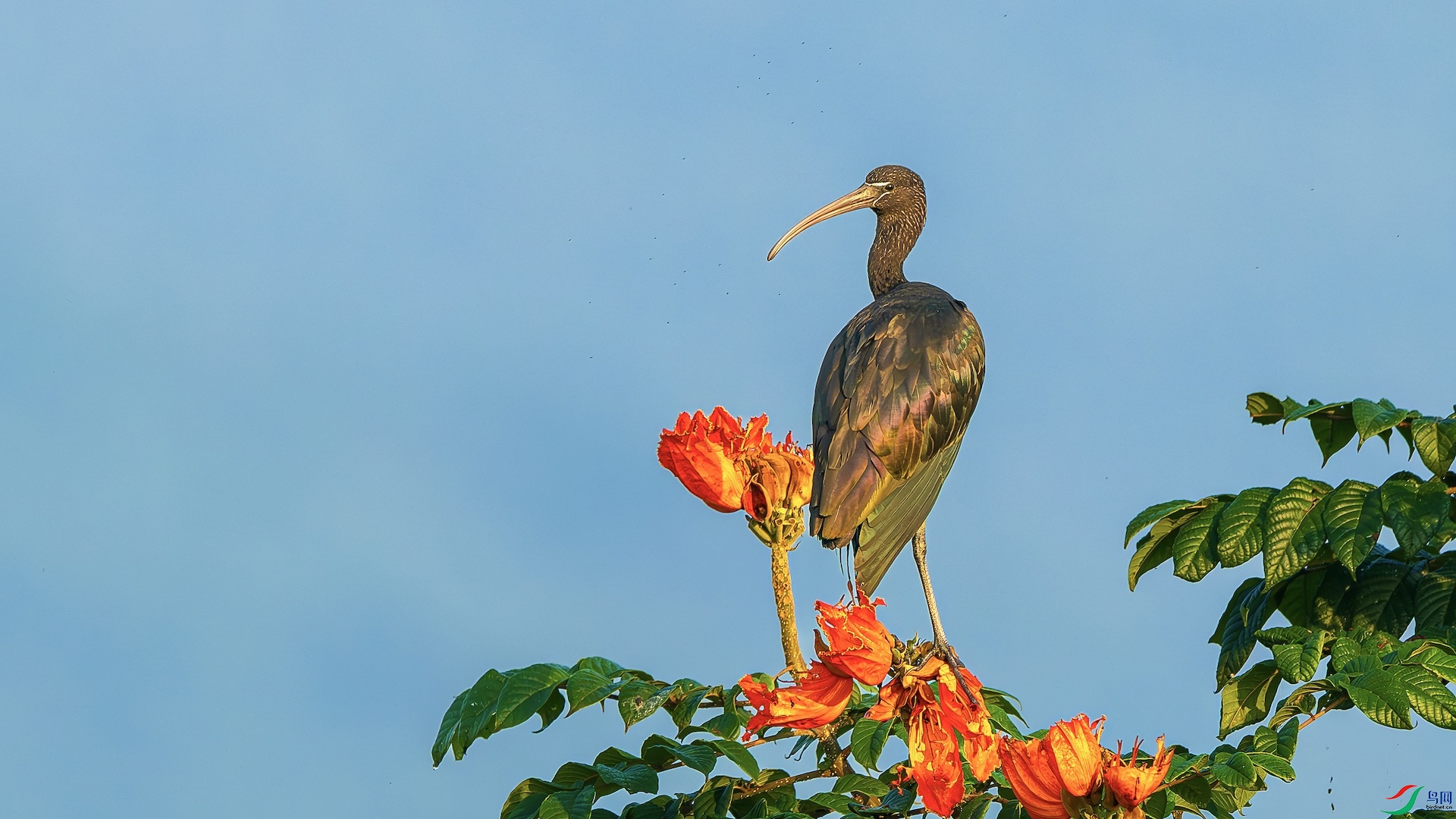 1_XXL7267-����ǿ-NR ���� 2.jpg