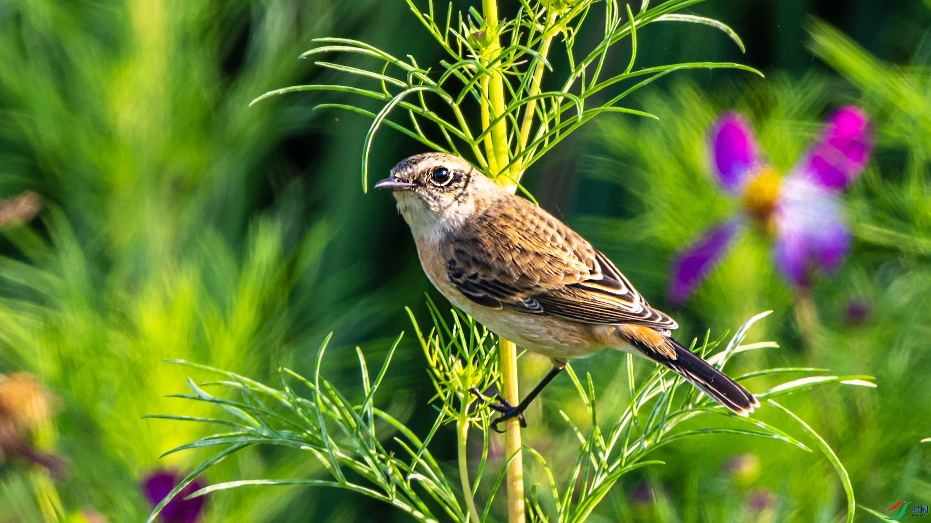 1-DSC_2980 ����.jpeg