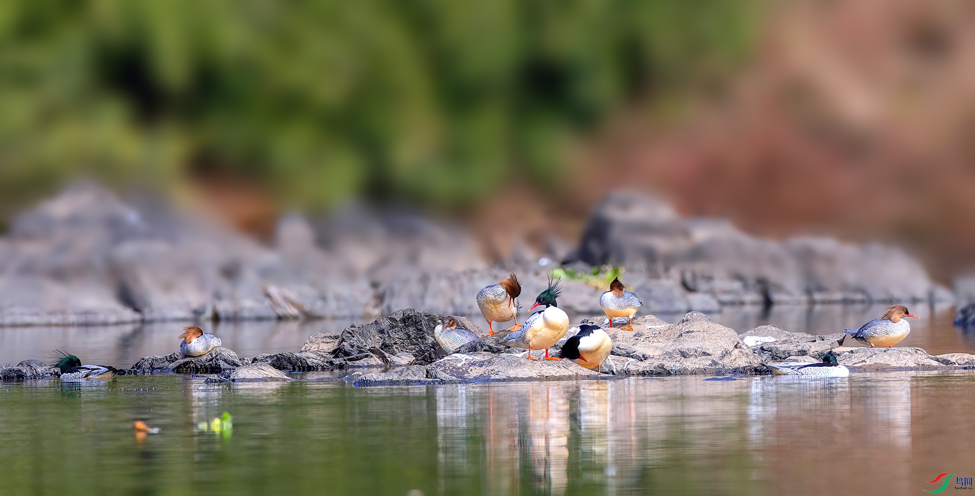 407A0212 ����-Sha-----1   .jpg