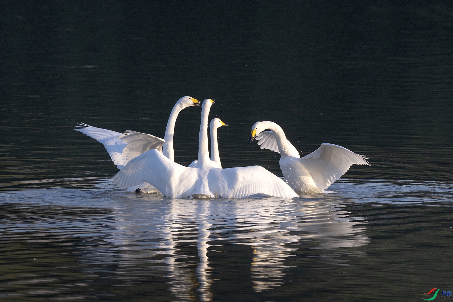 DSC_8332.jpg