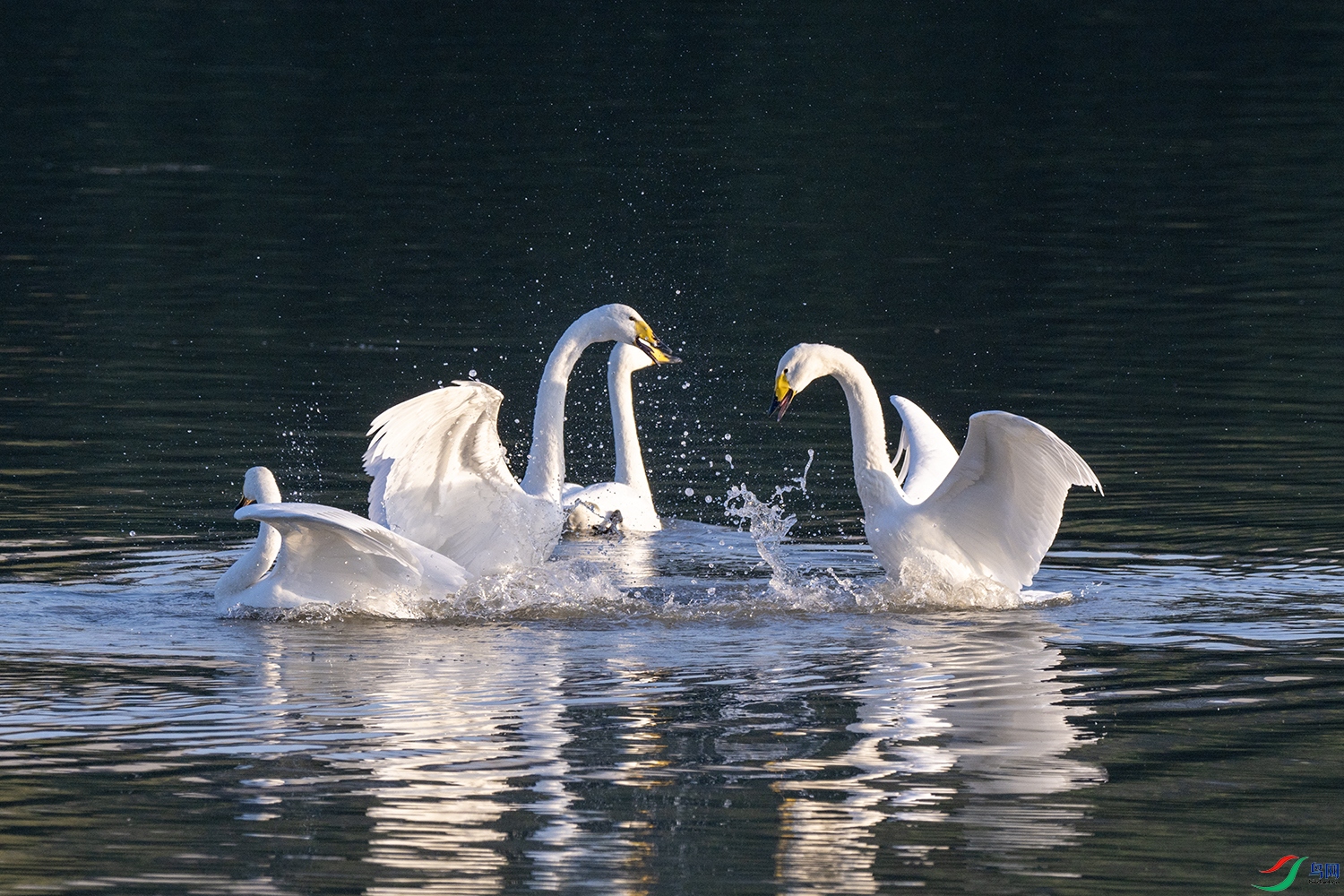 DSC_8341.jpg