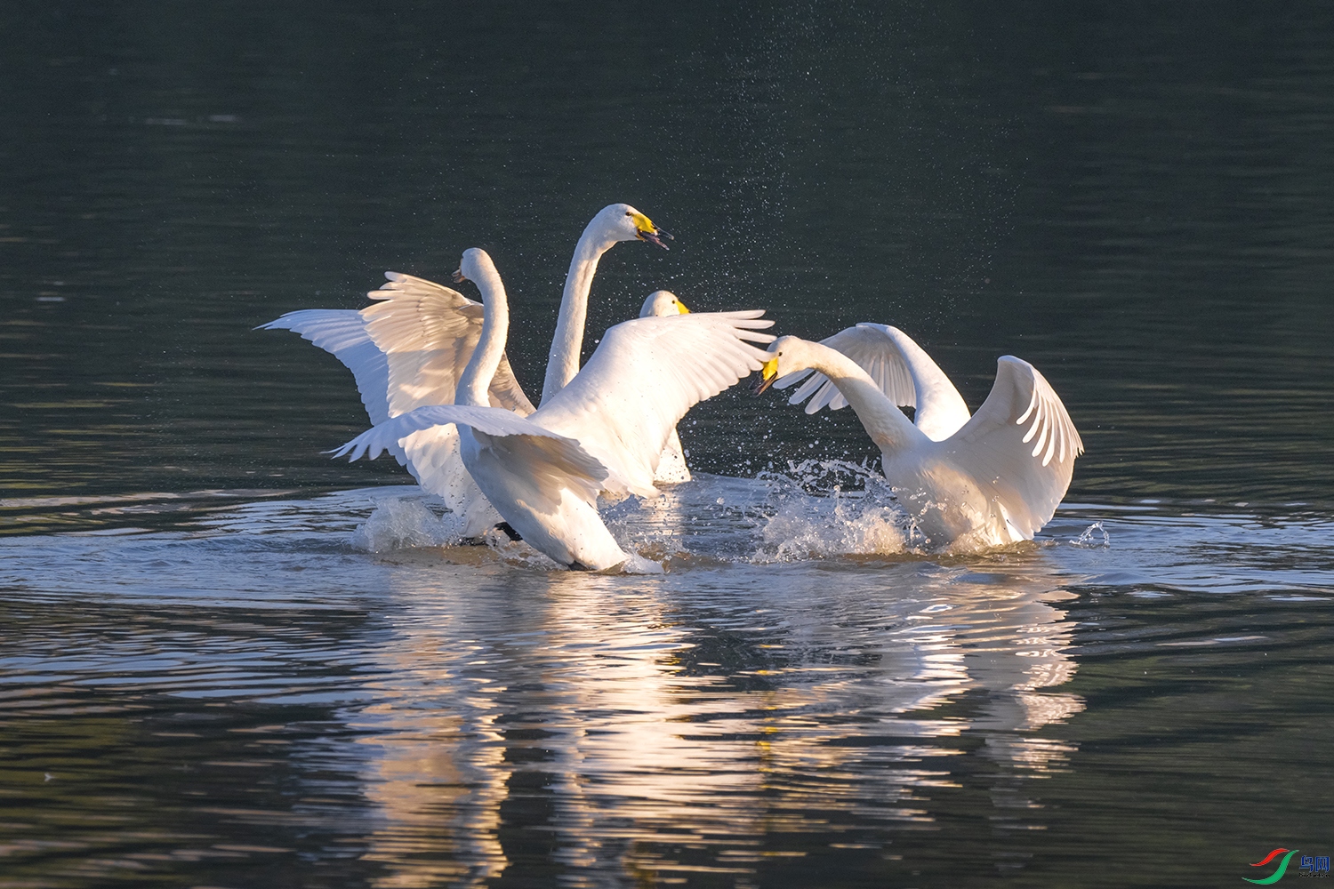 DSC_8336.jpg