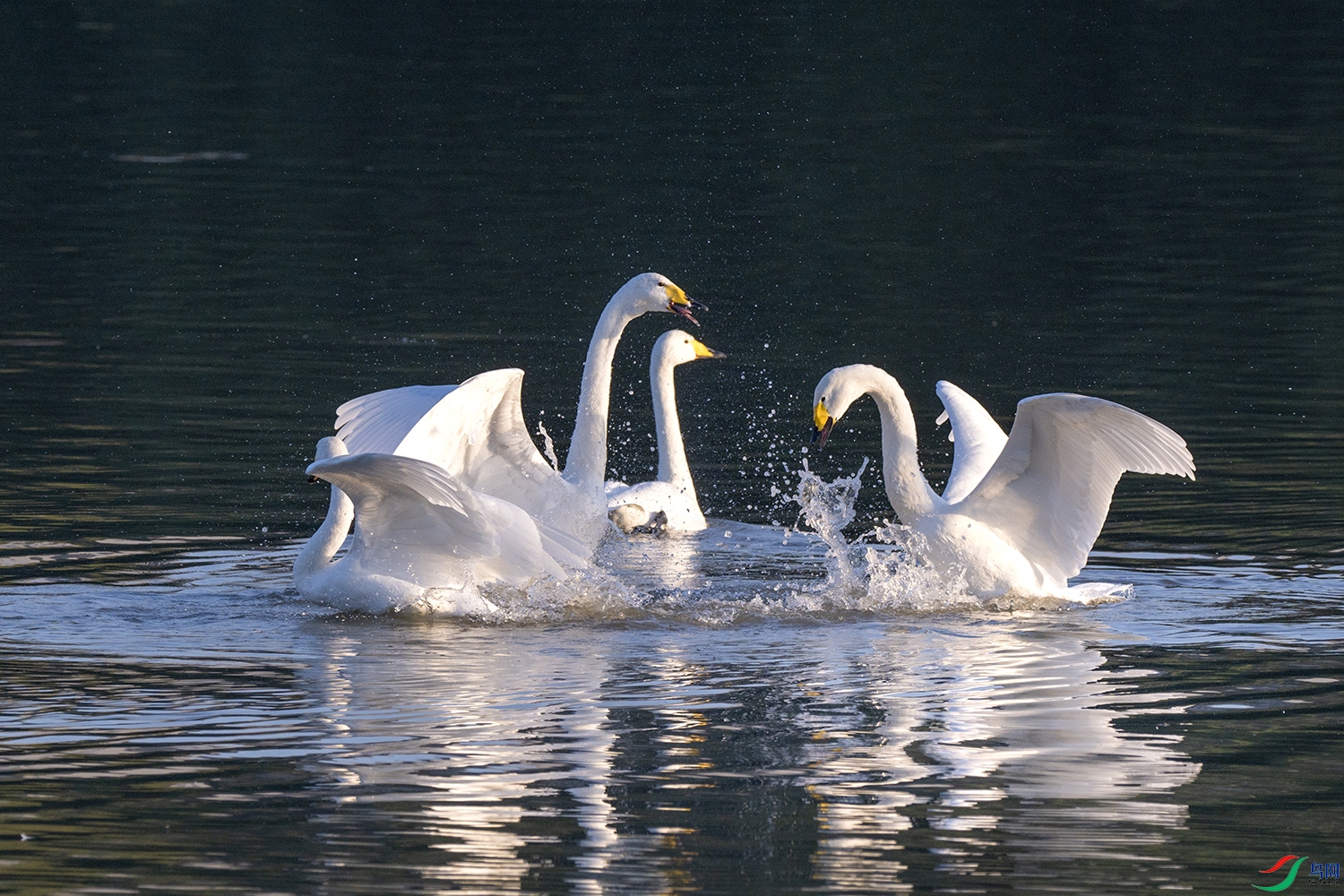 DSC_8339.jpg