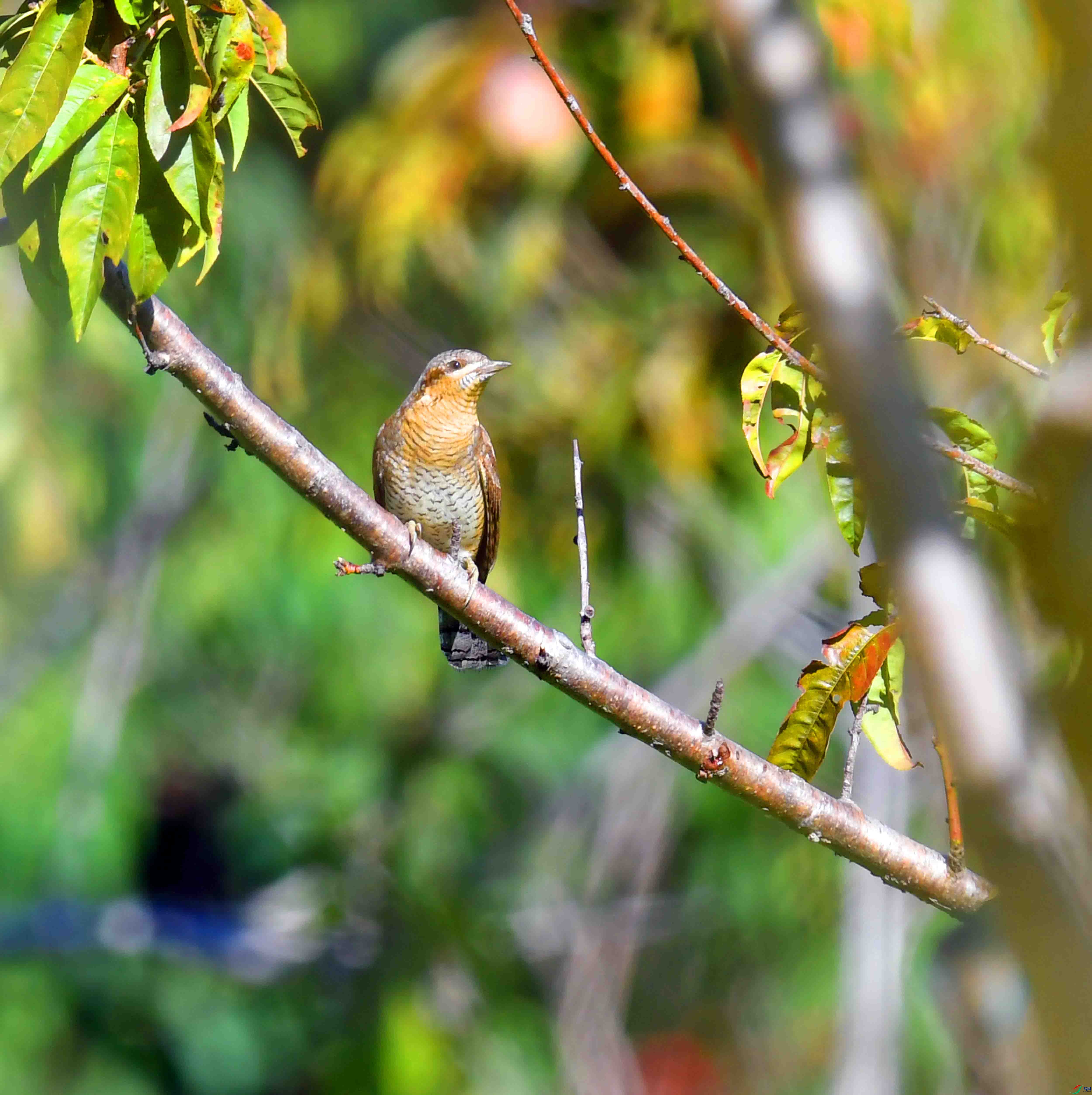 DSC_2379.JPG