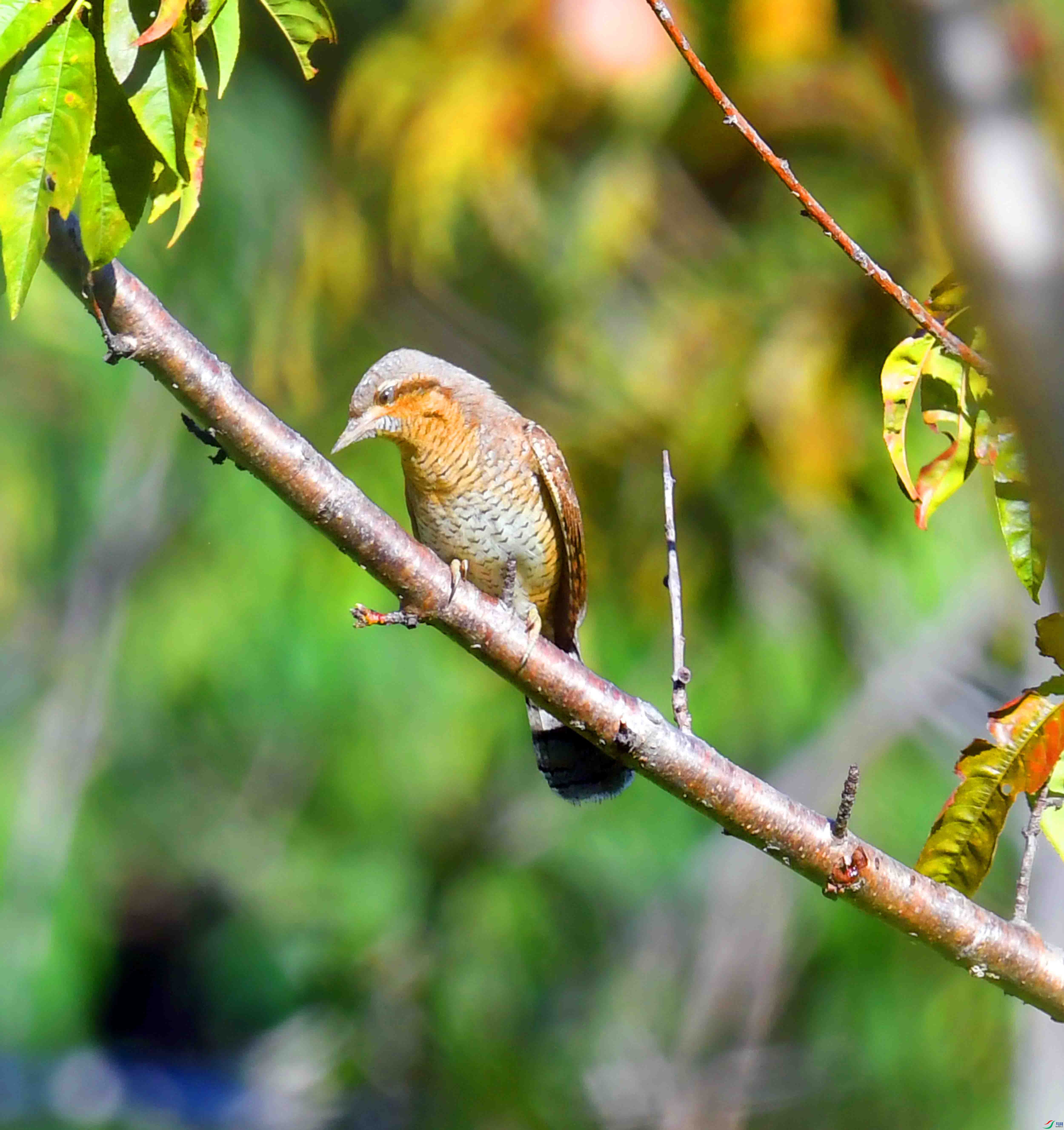 DSC_2394.JPG
