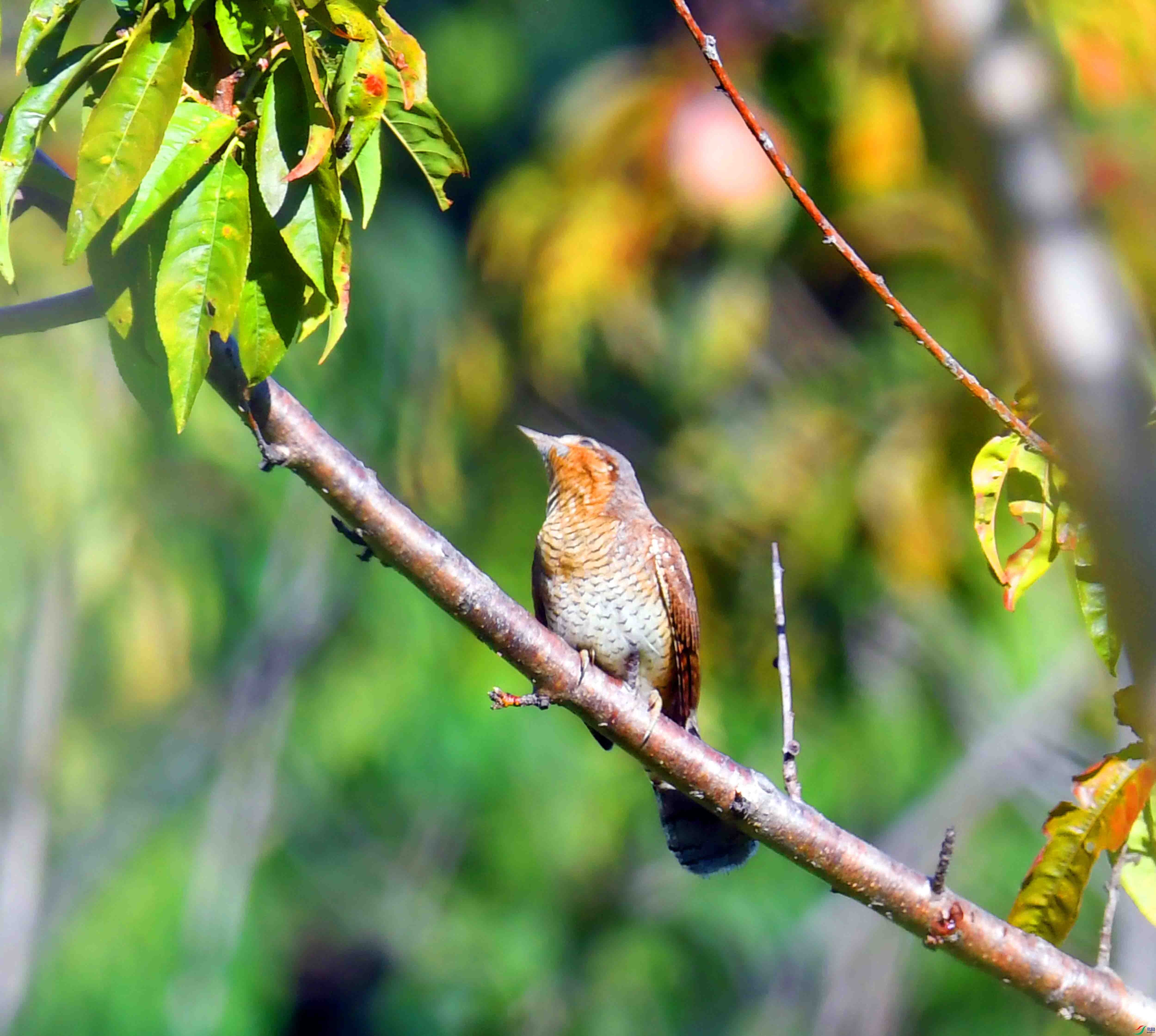 DSC_2405.JPG