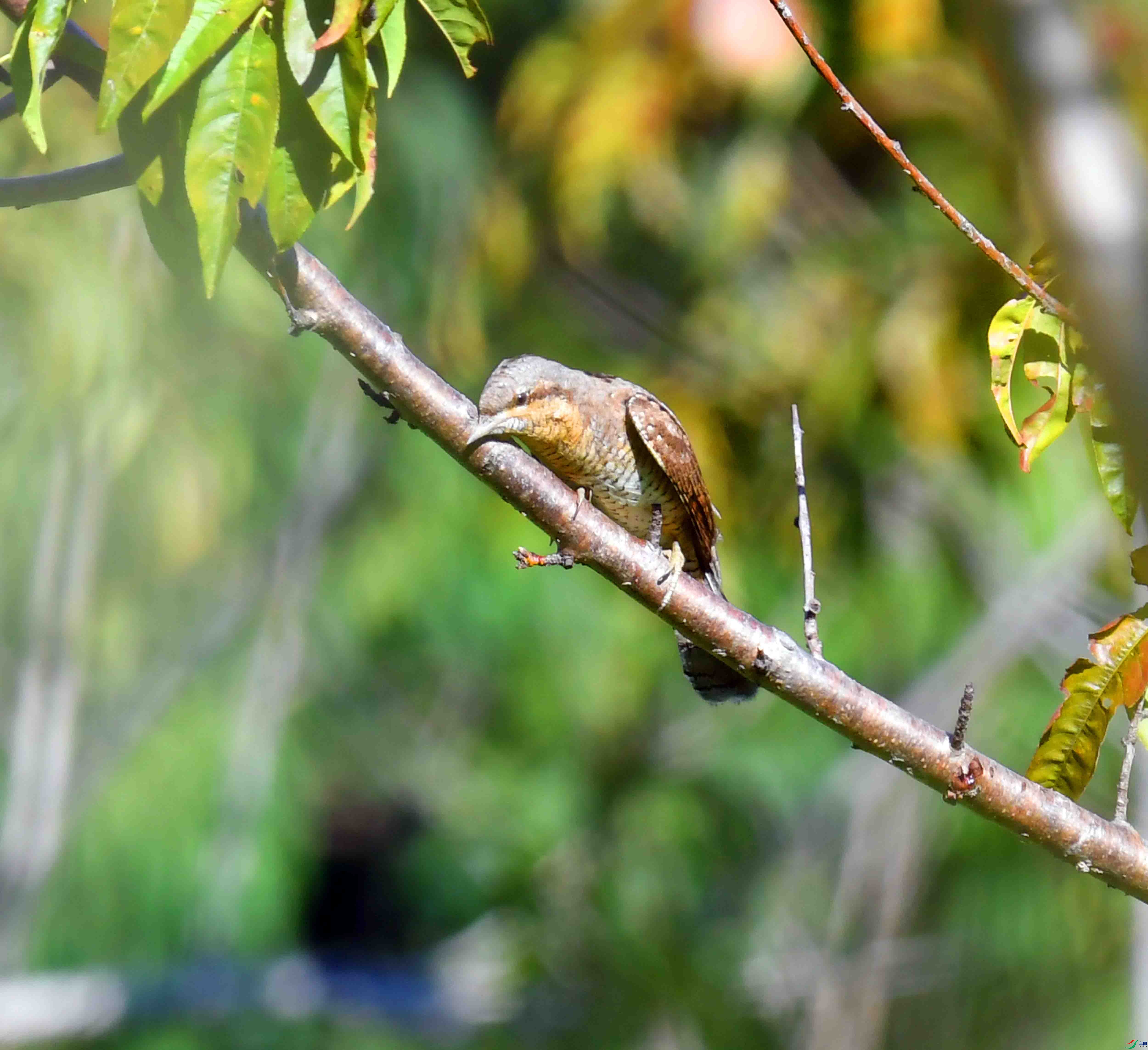 DSC_2452.JPG