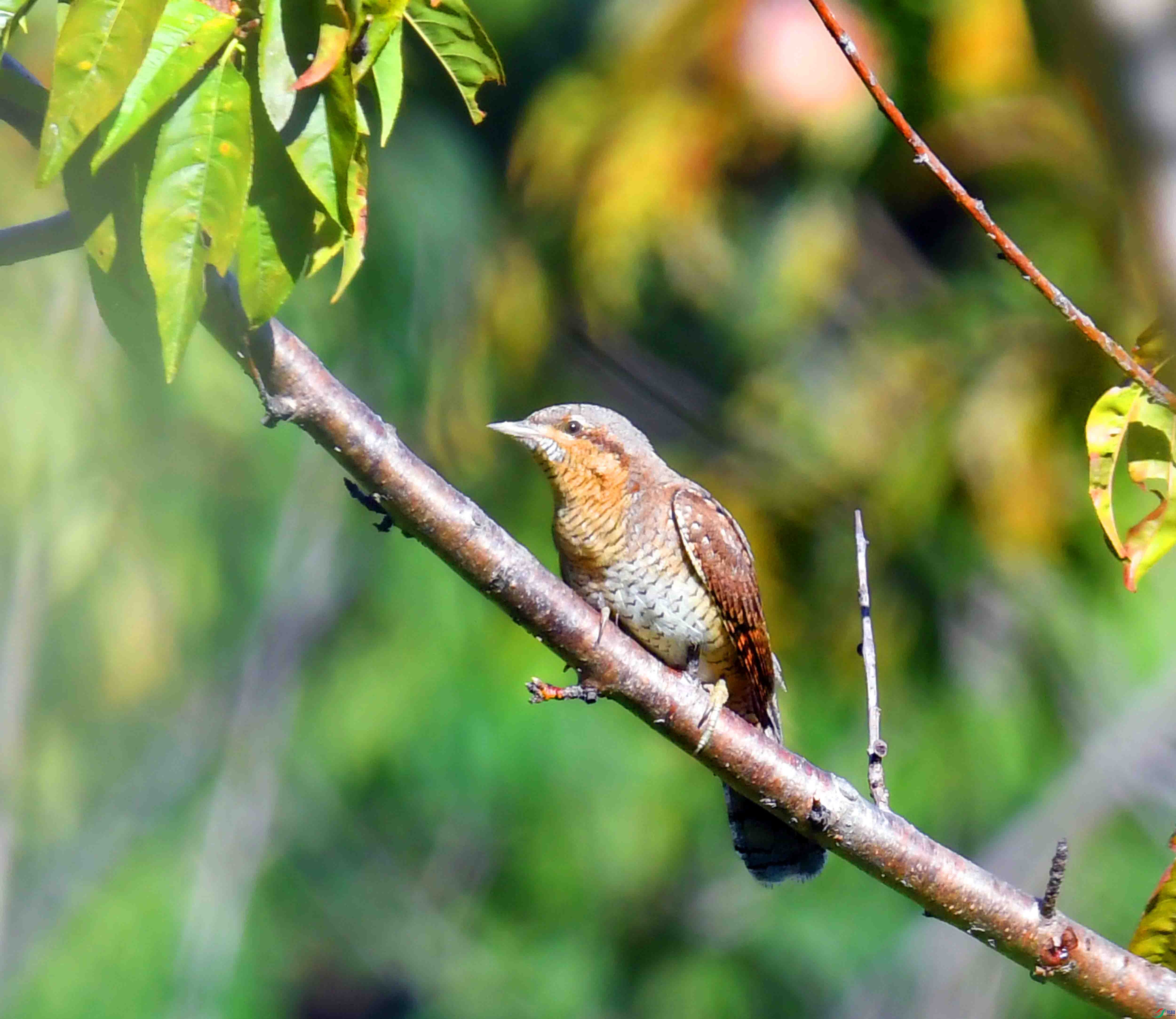 DSC_2464.JPG