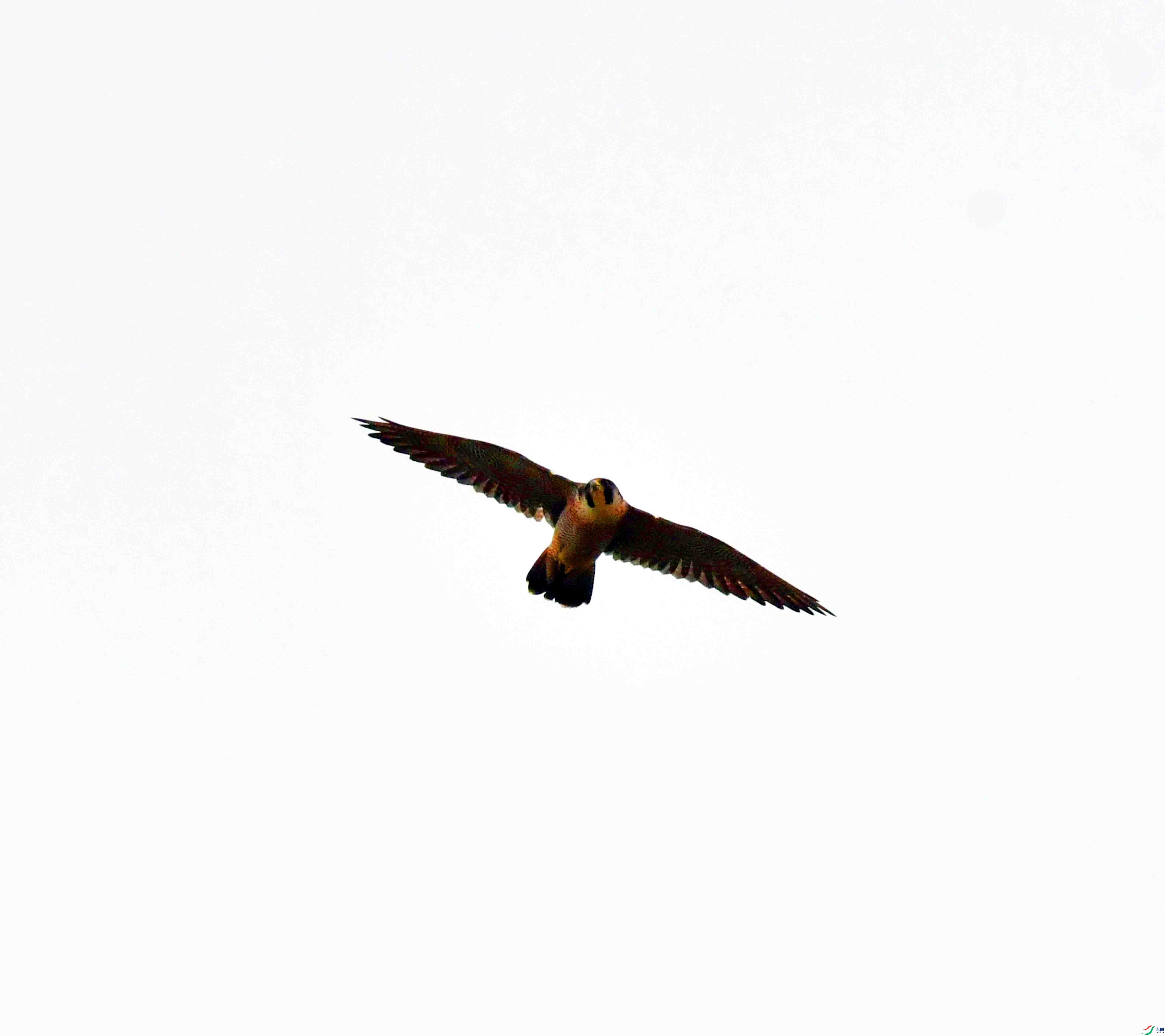 DSC_0542.JPG
