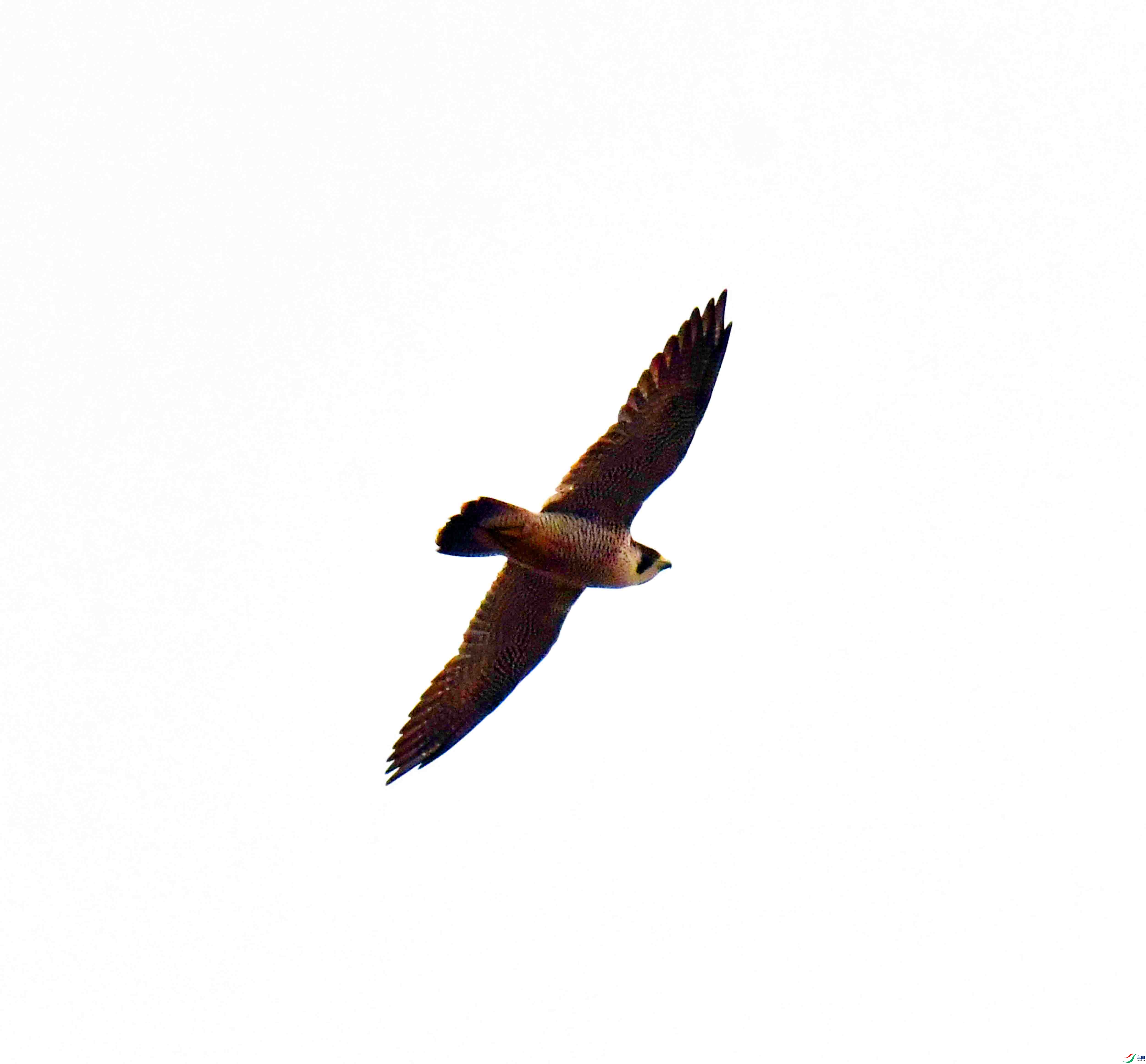 DSC_0558.JPG