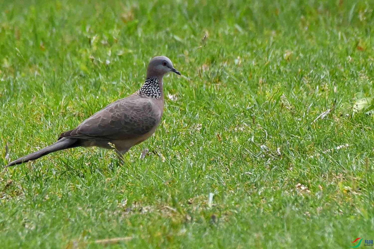 DSC_6894.JPG