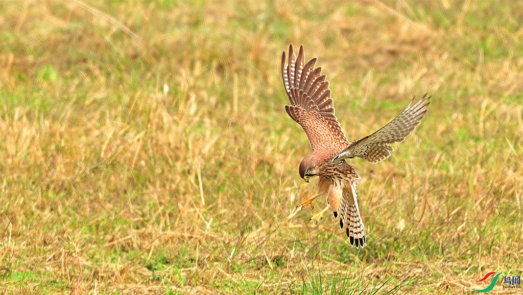DSC_0993.JPG