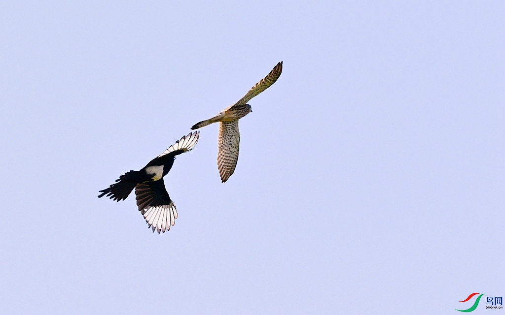 DSC_5636 - ����.JPG