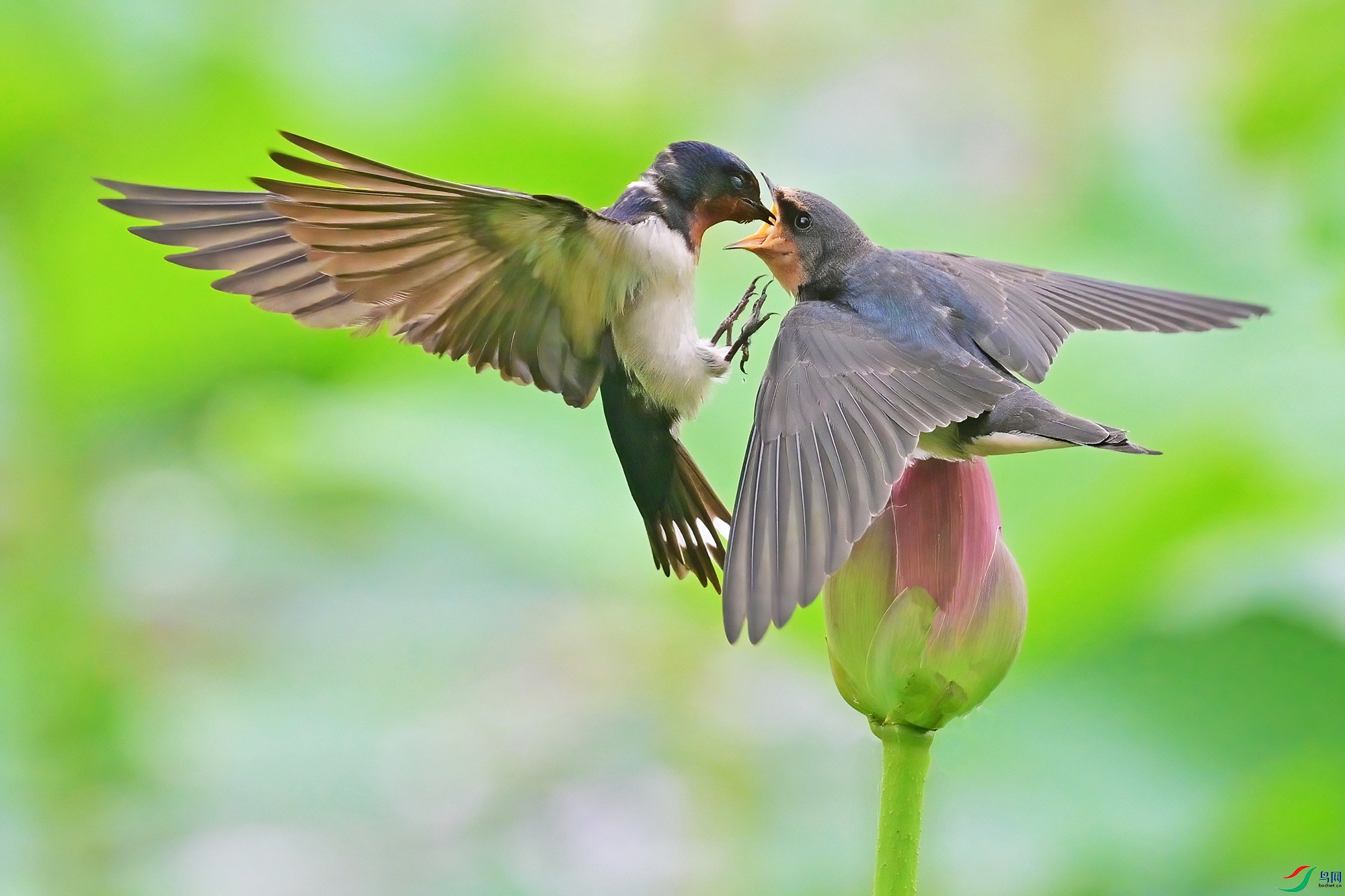 DSC_8356-V.jpg