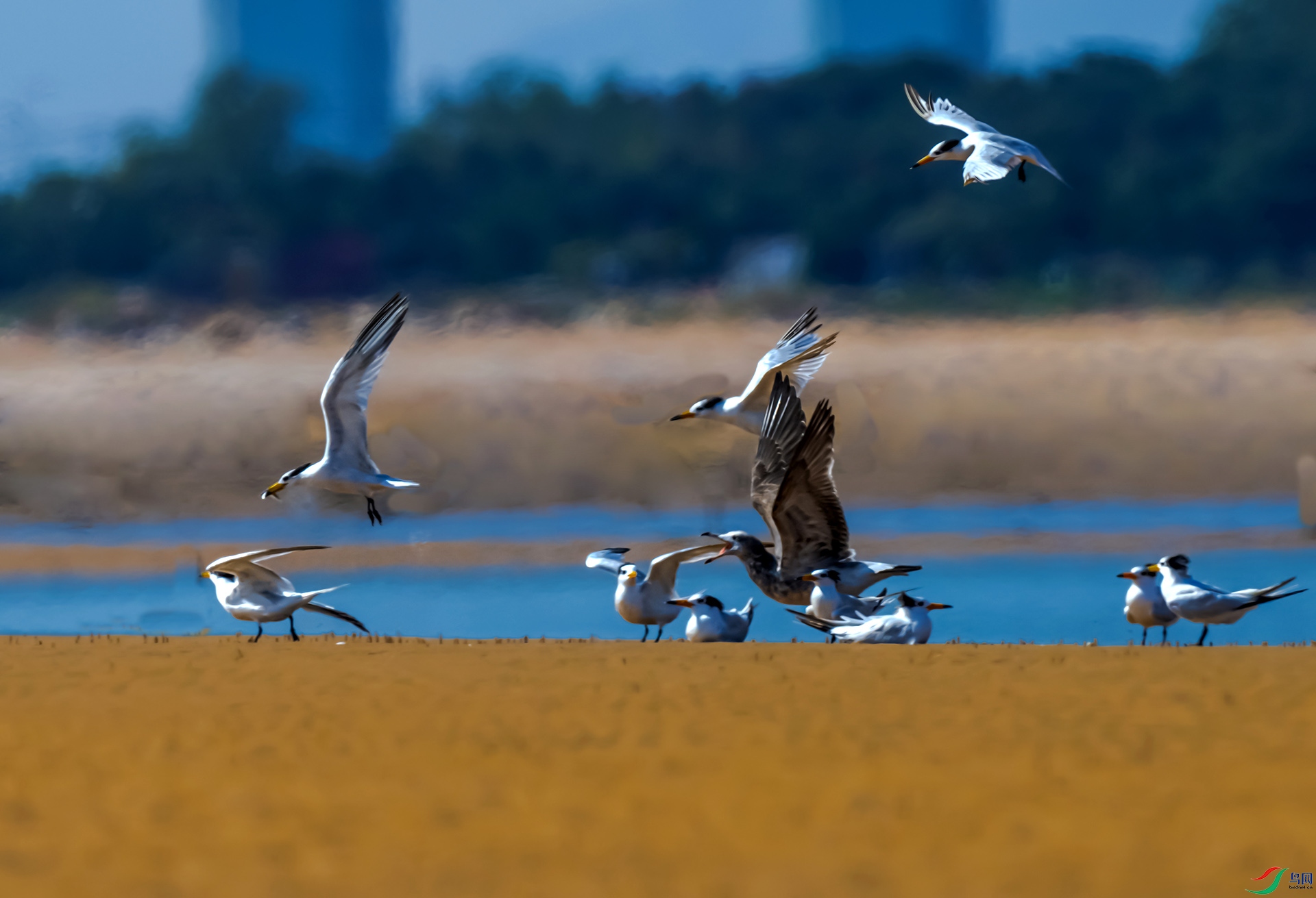 �л���ͷ��Ÿ