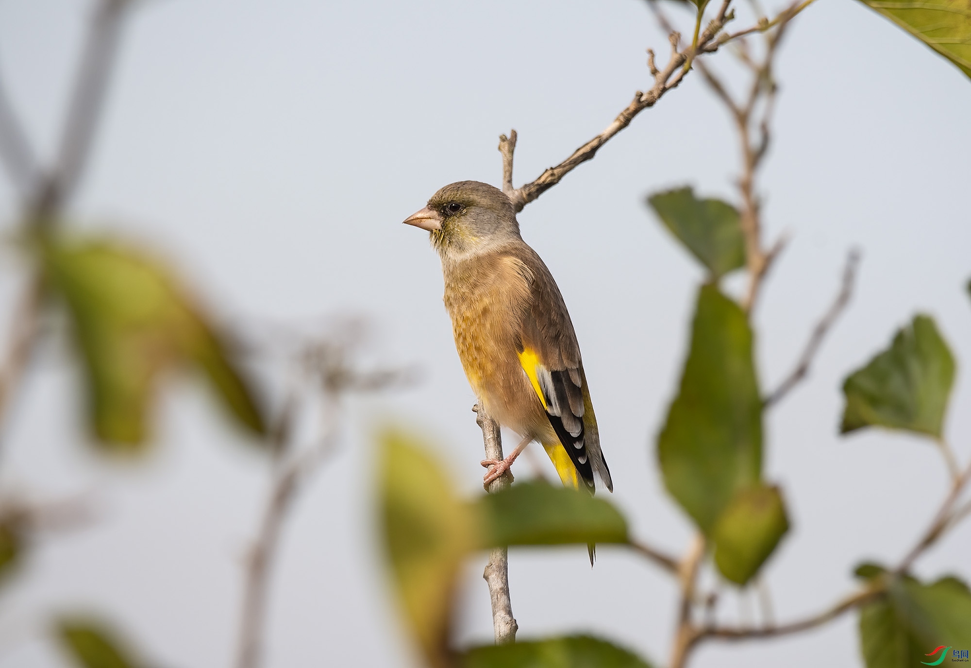 DSC_8062.jpg