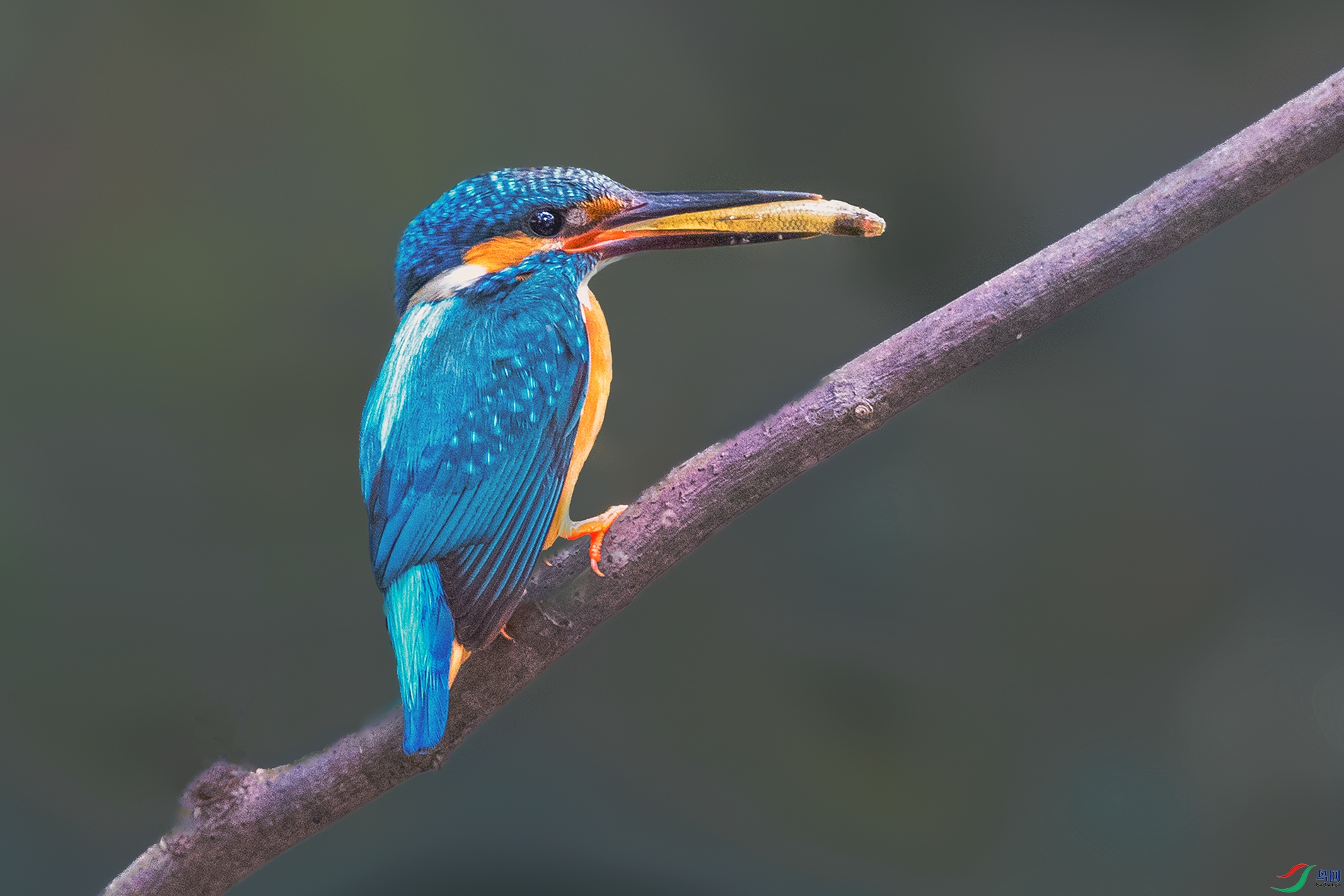 ����----���ӵ����