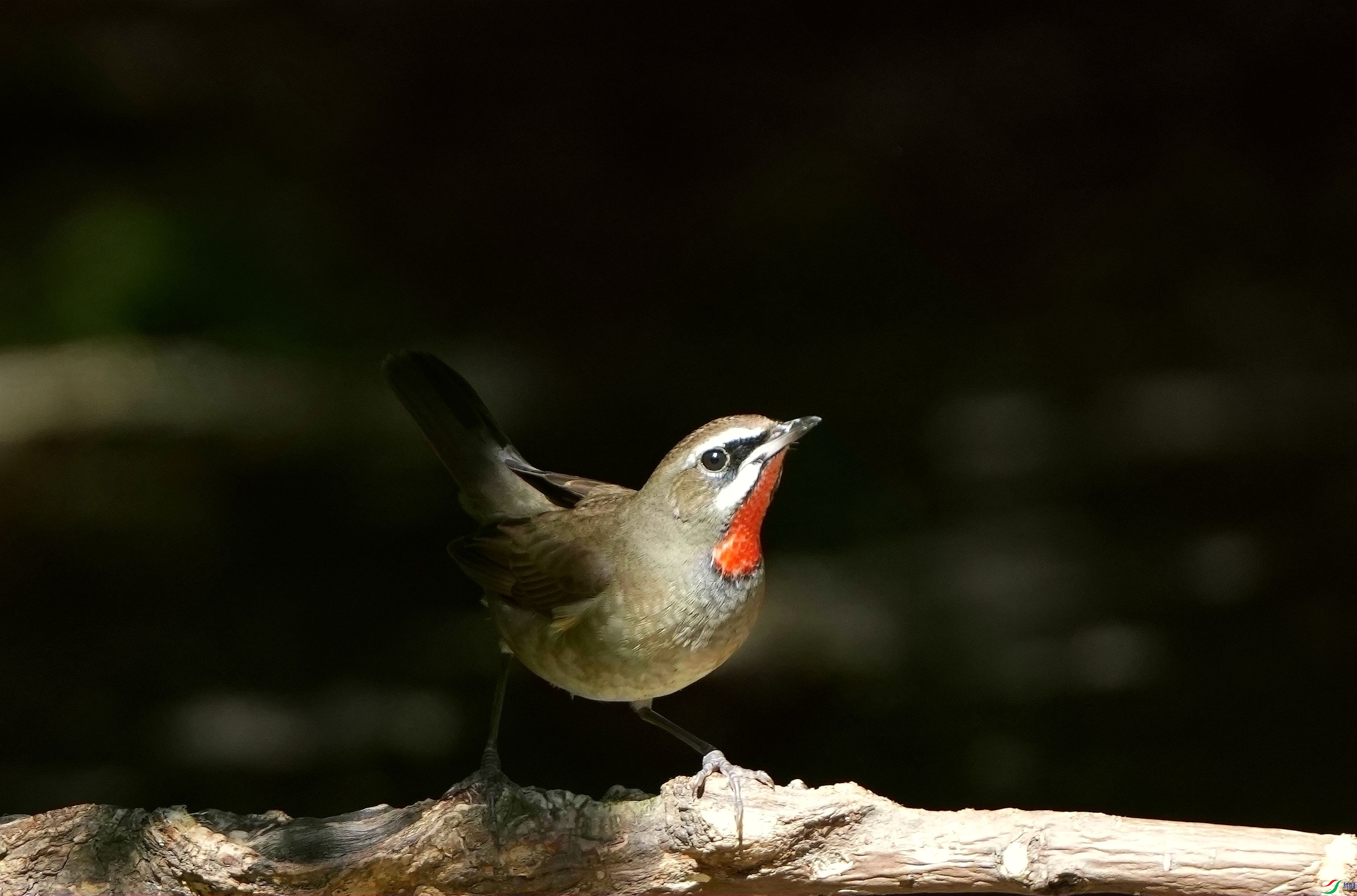 ������βDSC07752_����.jpg