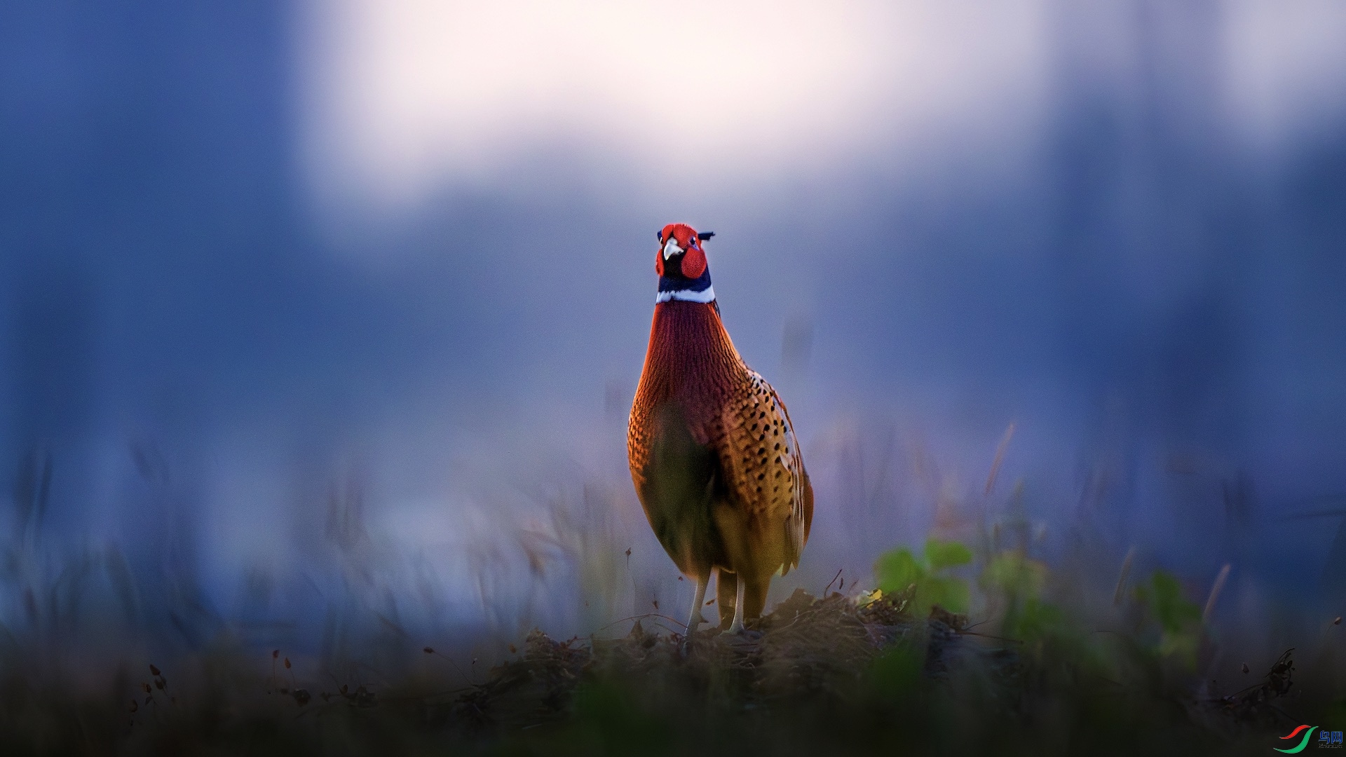 1_DSC1284-����ǿ-NR ����.jpeg