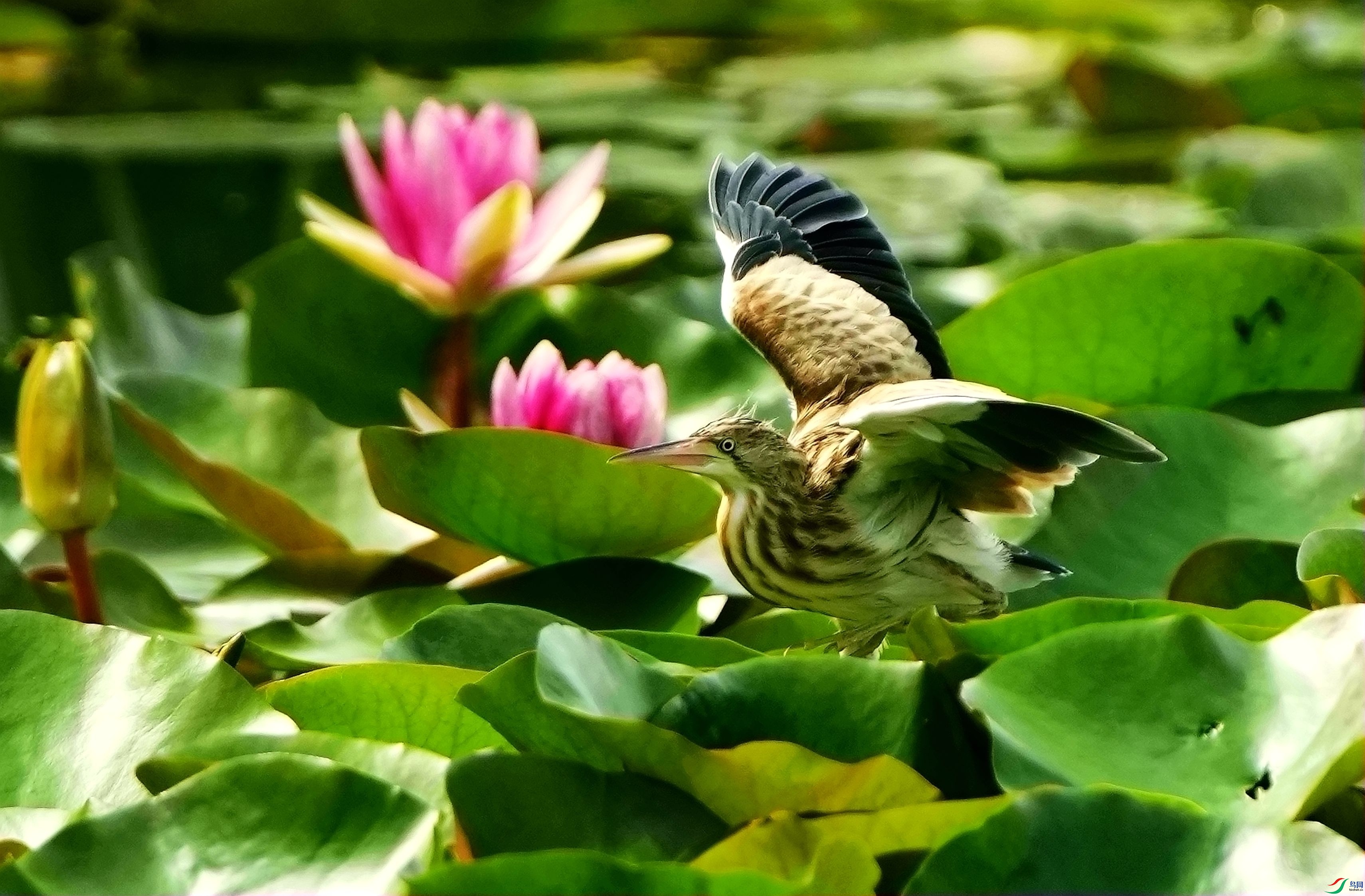 ��ǰ����DSC03342_����.jpg