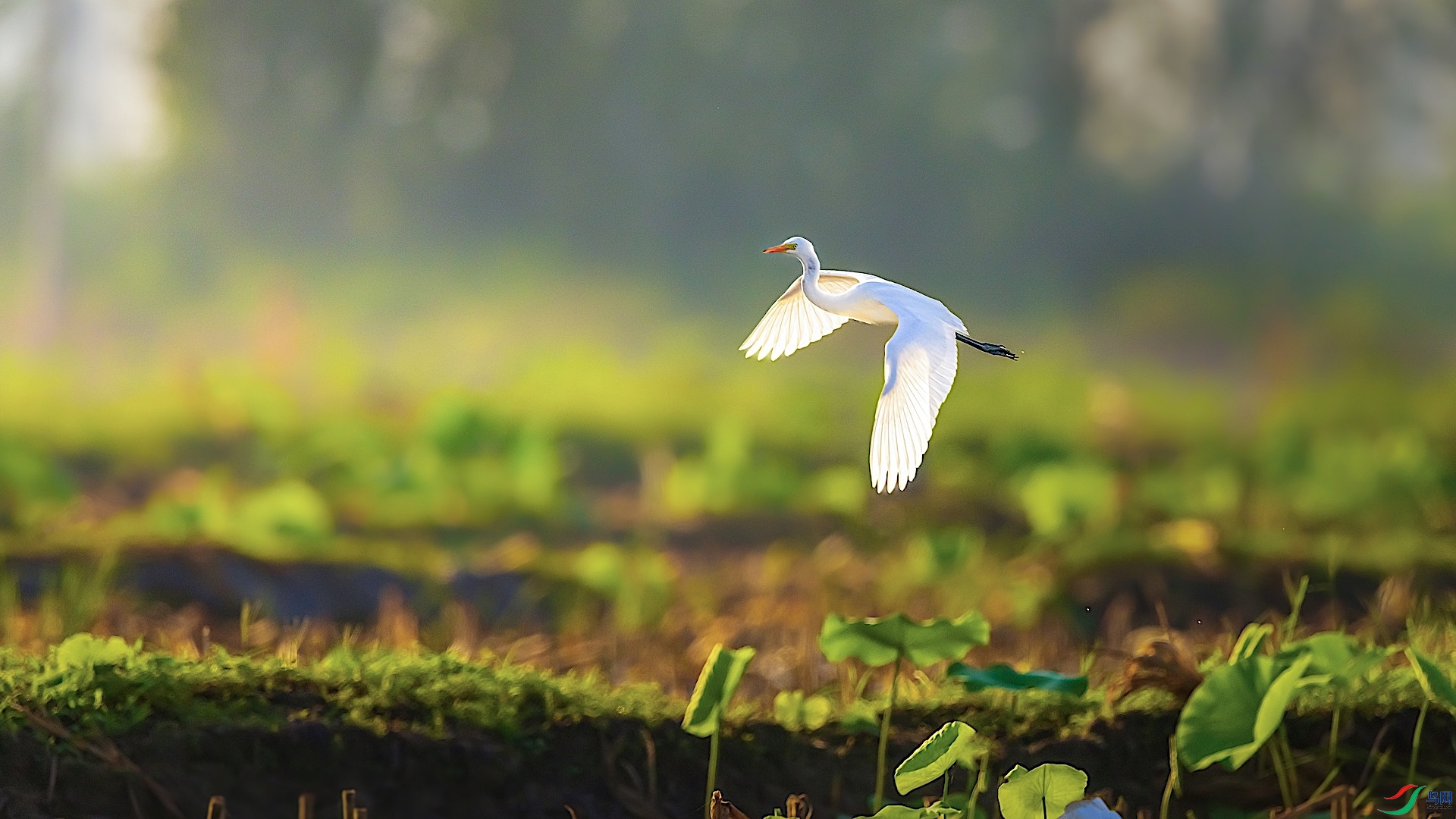 1_XXL0583-1 ����.jpeg